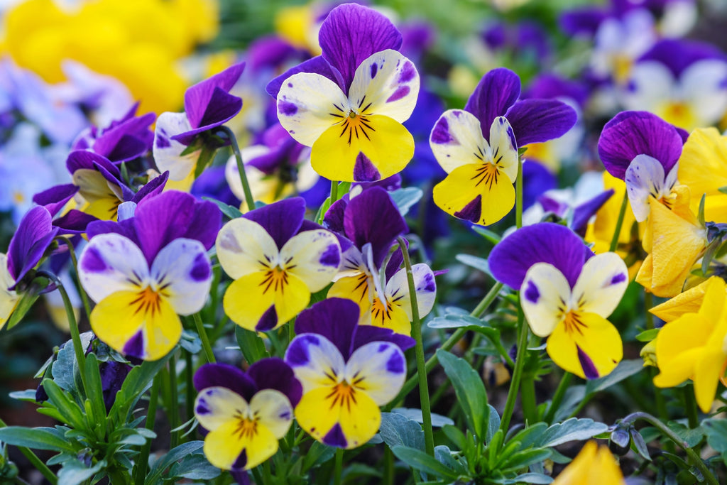 250 JOHNNY JUMP UP Helen Mount Violet Viola Tricolor Flower Seeds