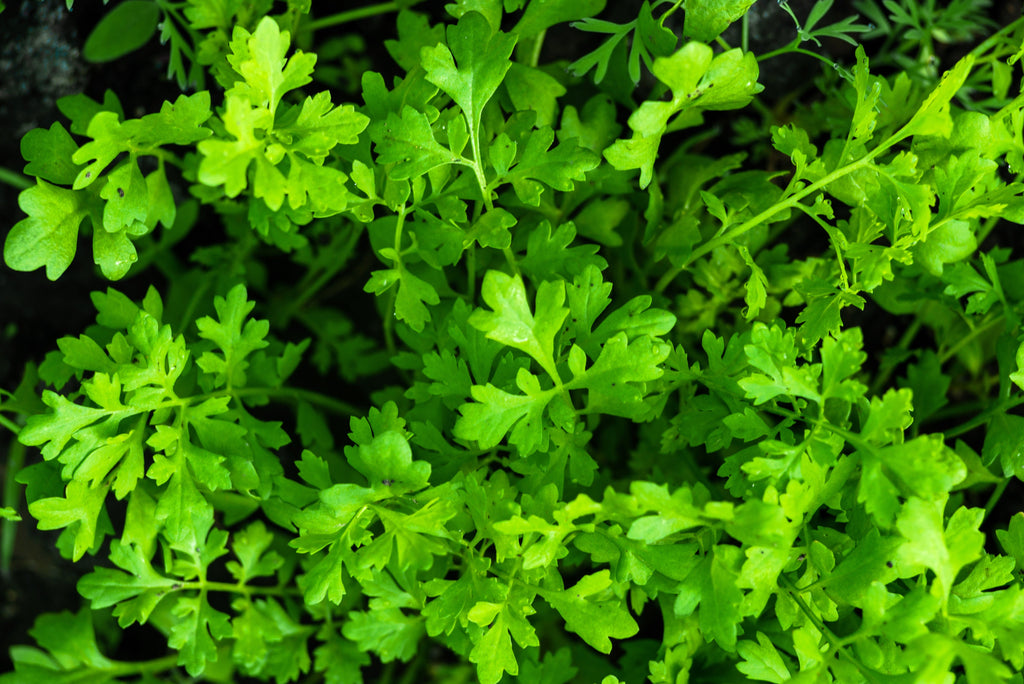 1500 WRINKLED CRINKLED CRESS Garden Lepidium Sativum Greens Vegetable Seeds