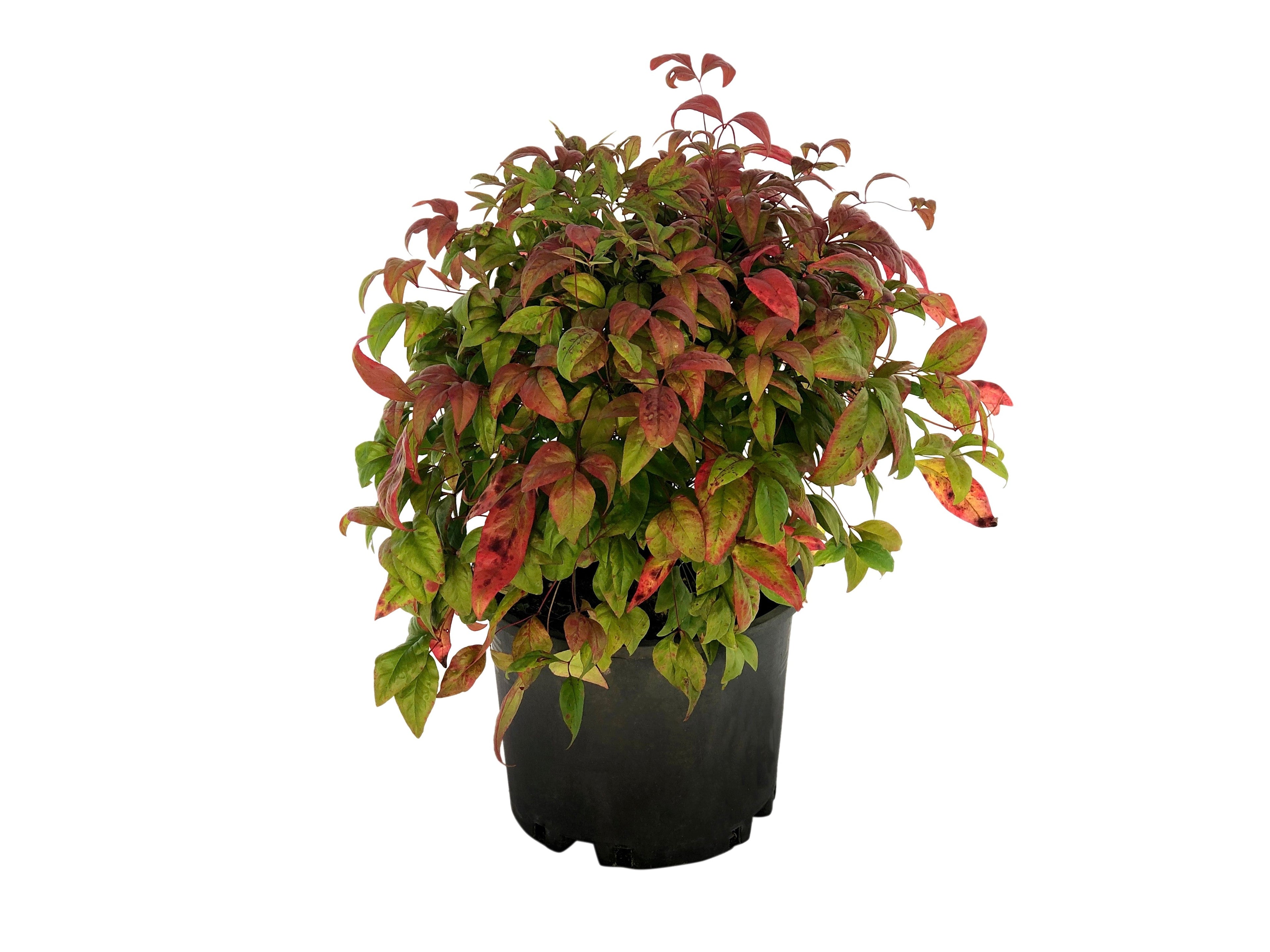15 DWARF SACRED BAMBOO Heavenly Nandina Domestica Nana Pink Red Sun Shade Shrub Seeds