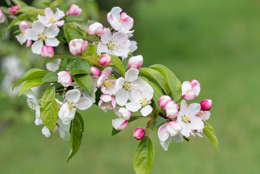 Hummingbird Strub 30 Sargent CRAB APPLE Shrub Hummingbird Flower White Red Malus Sargent ...