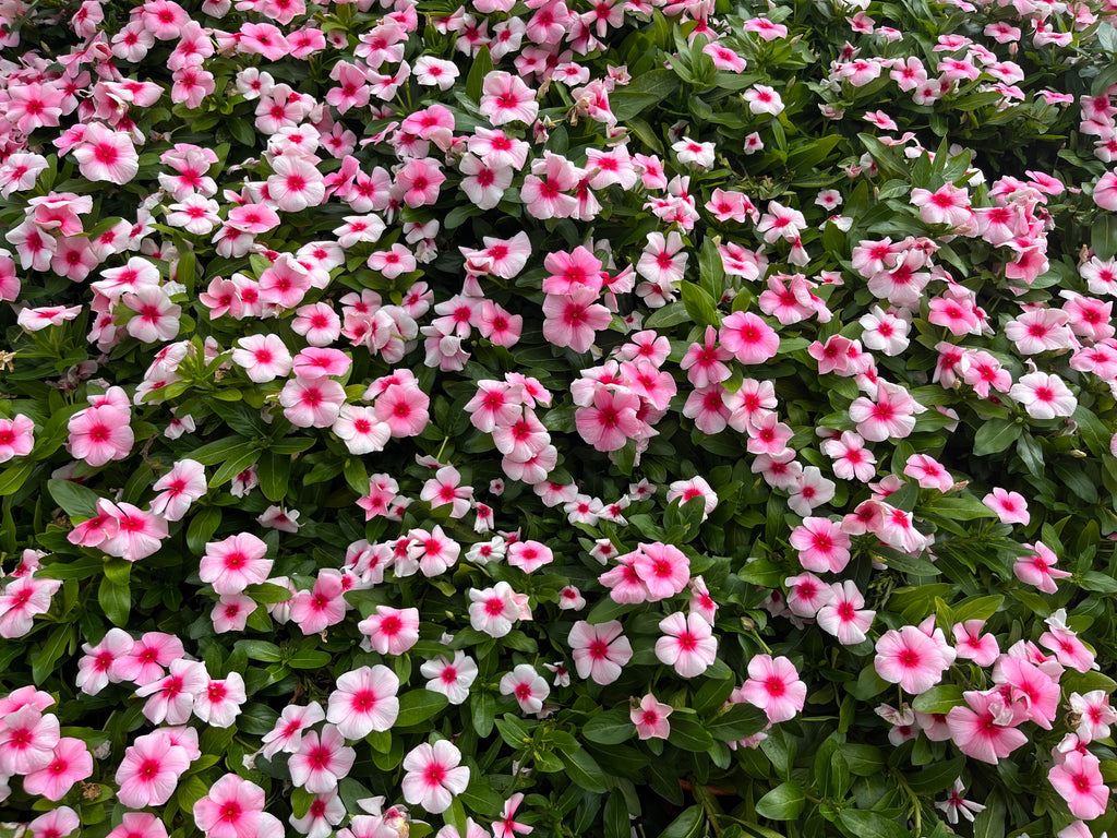 100 DWARF Little MIX PERIWINKLE / Vinca Rosea Flower Seeds