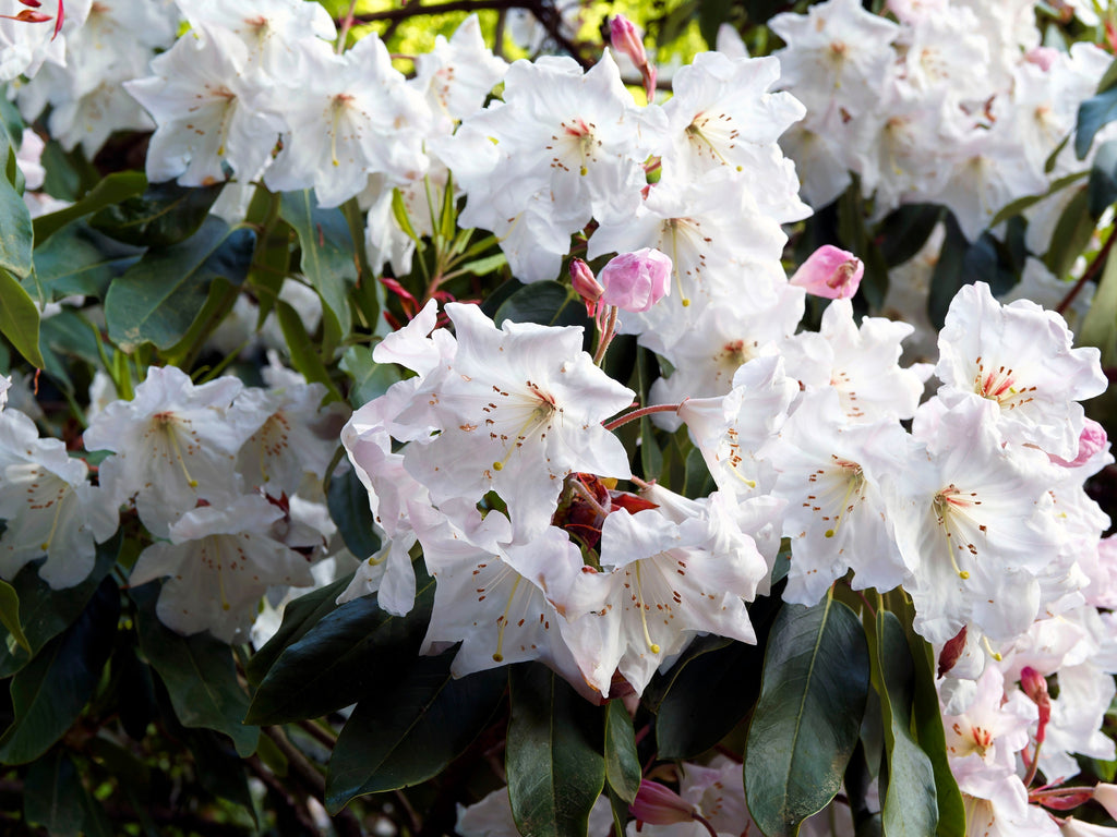 50 FORTUNE RHODODENDRON Fortunei Shrub Rose Pink Mauve White Flower Seeds