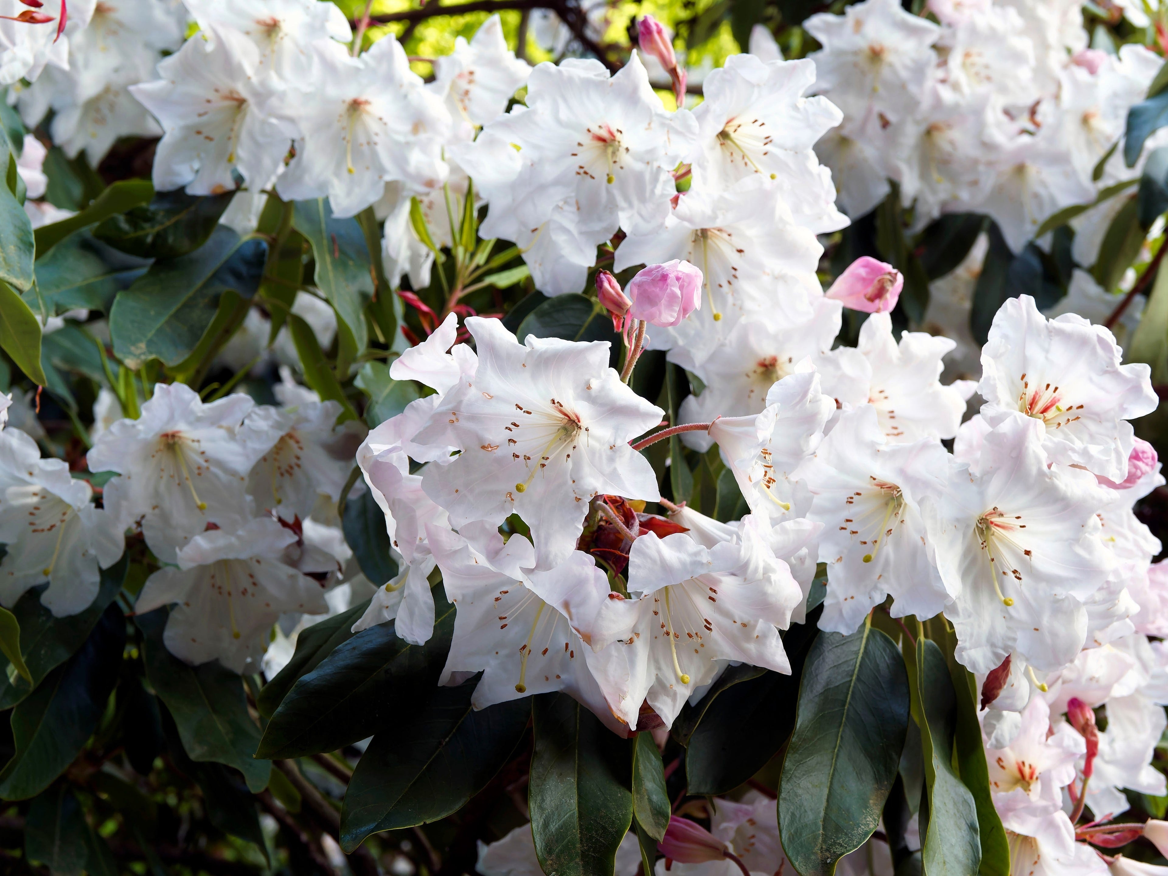 50 FORTUNE RHODODENDRON Fortunei Shrub Rose Pink Mauve White Flower Seeds