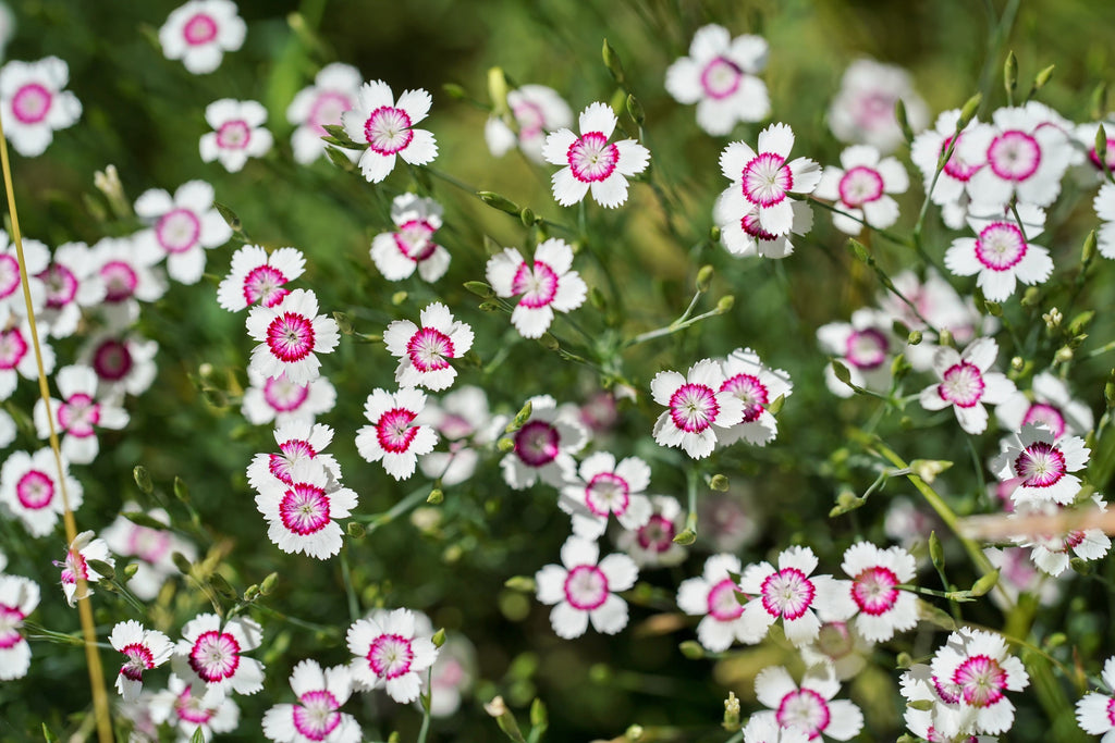 550 MAIDEN PINKS Mixed Colors Dianthus Deltoides Flower Seeds