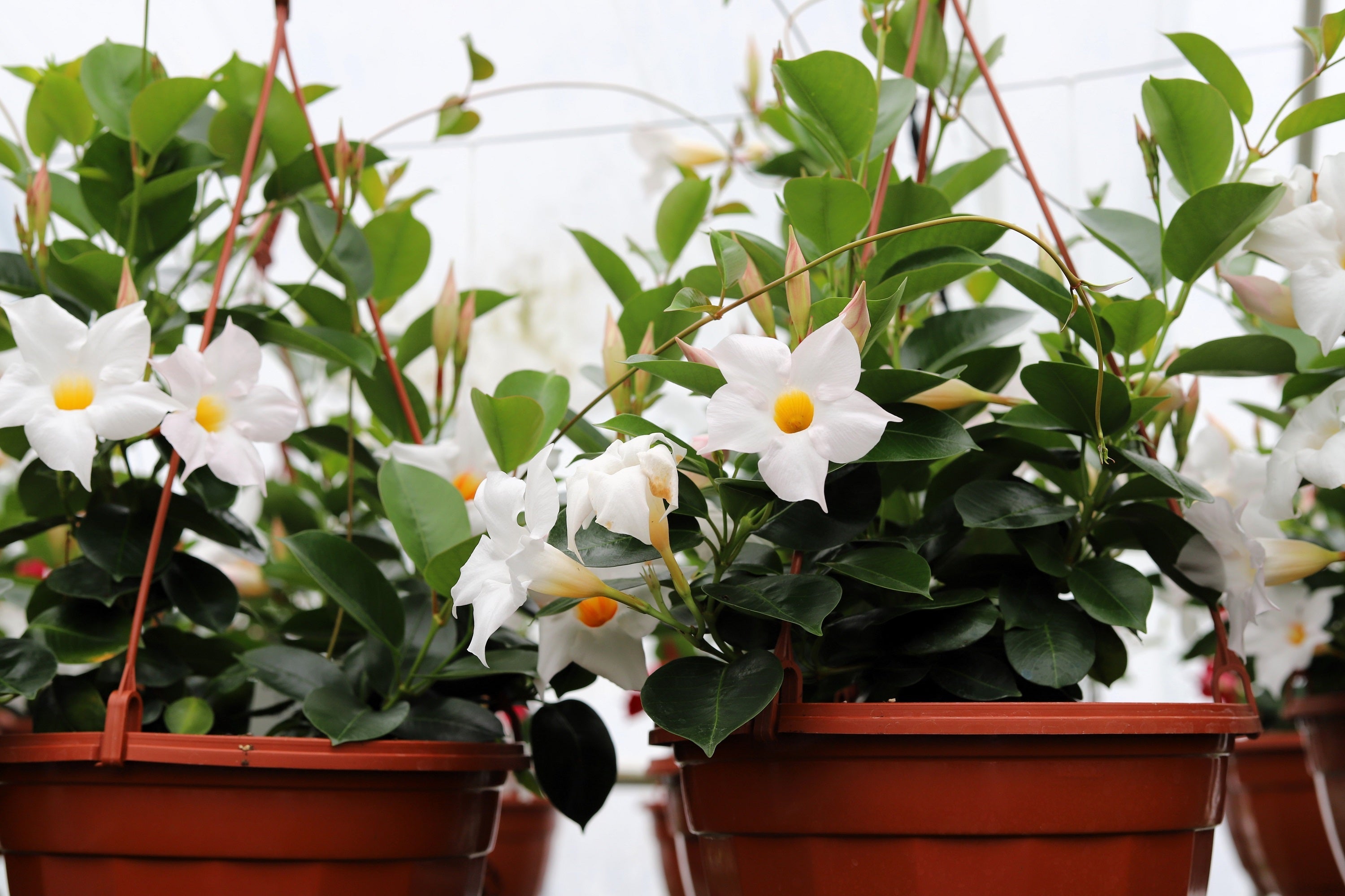 5 CHILEAN JASMINE / MANDEVILLA Laxa White Fragrant Flower Vine Seeds