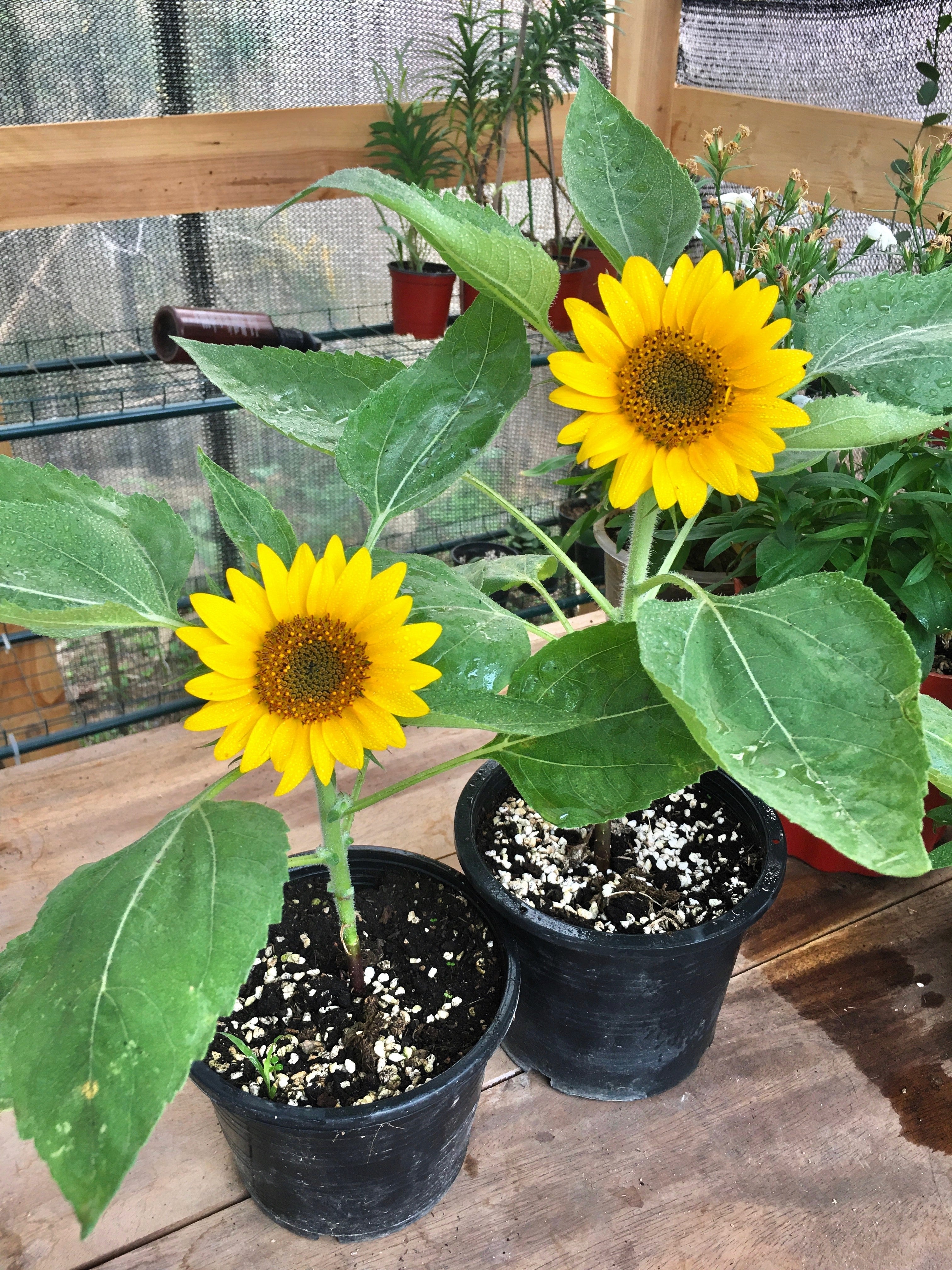25 Dwarf SUNSPOT SUNFLOWER Helianthus Annuus Flower Seeds