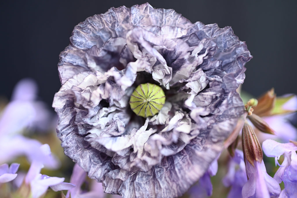 50 Organic AMAZING GREY POPPY Papaver Rhoeas Silvery Gray Flower Seeds