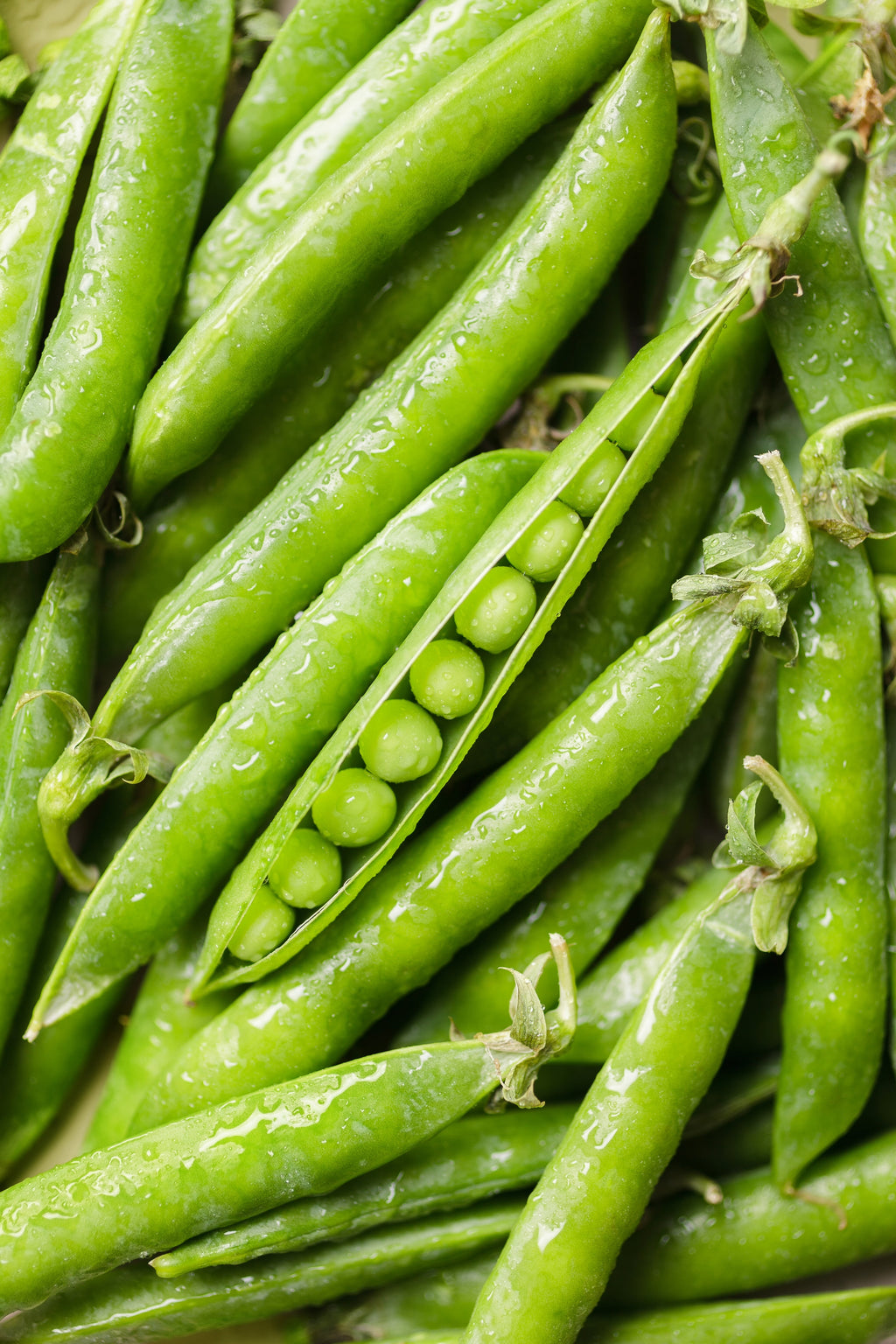 50 GREEN ARROW PEA Heirloom Shelling English Pisum Sativum Vegetable Seeds