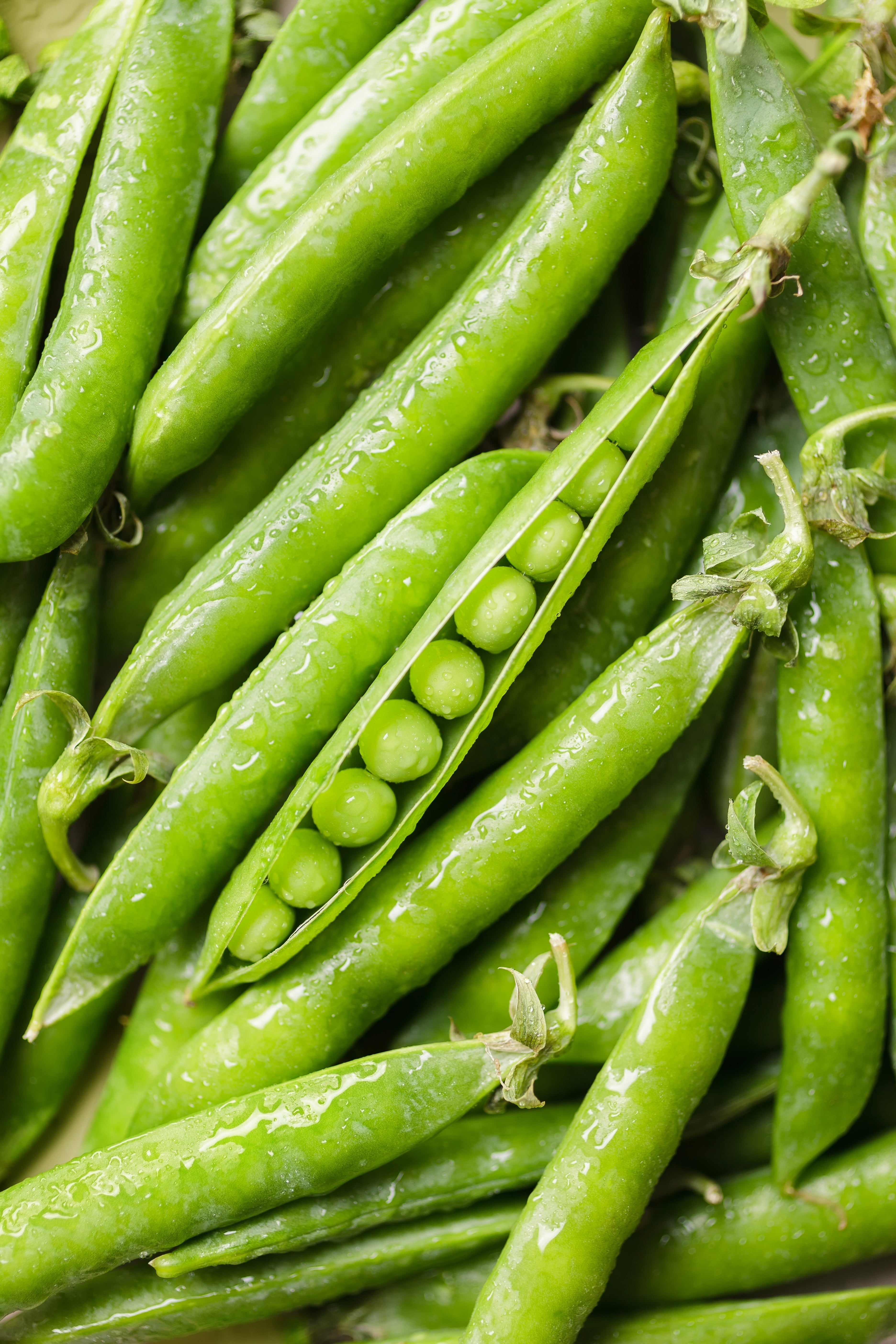50 GREEN ARROW PEA Heirloom Shelling English Pisum Sativum Vegetable Seeds