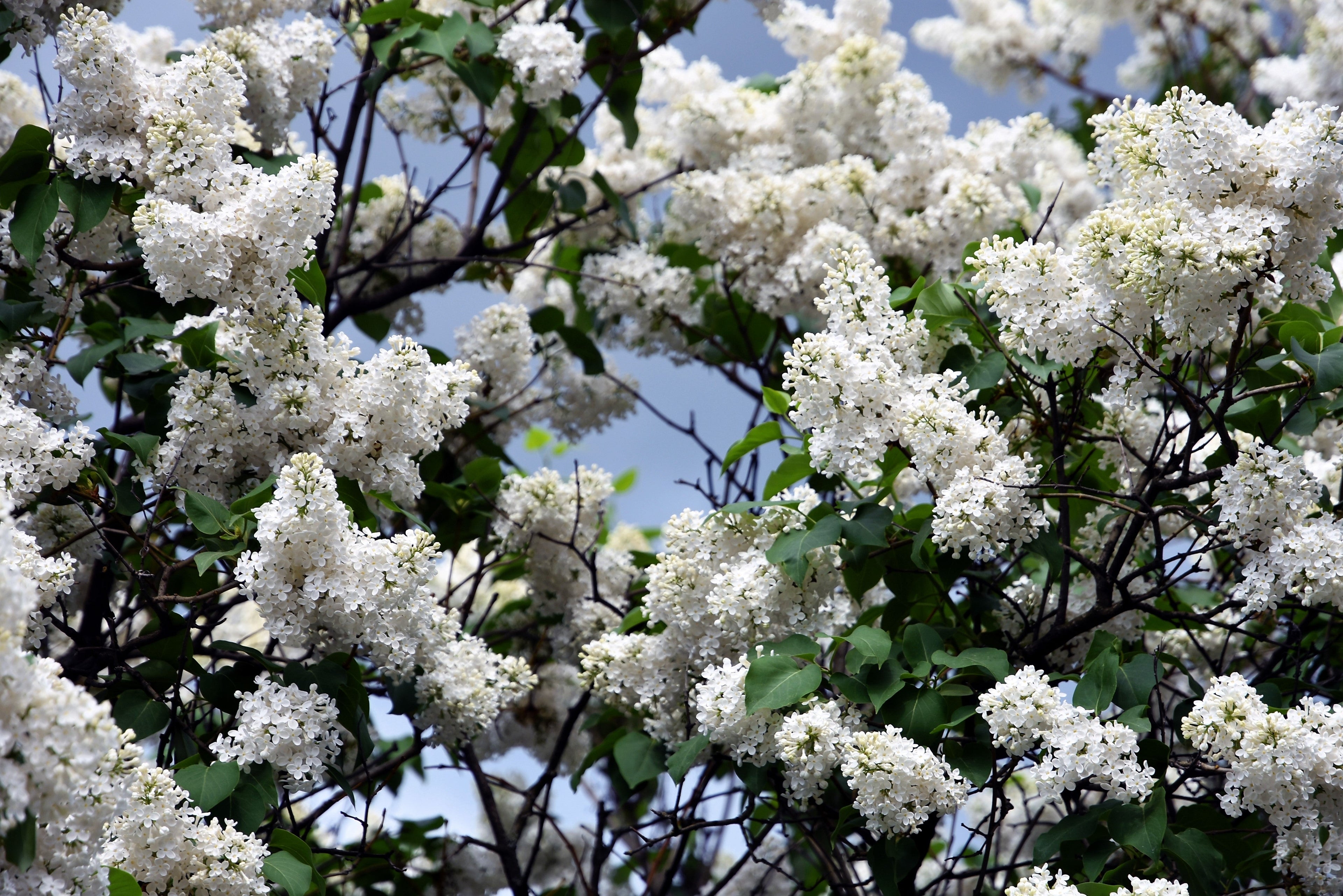 20 WHITE TREE LILAC Hummingbird Flower Fragrant Peking Syringa Pekinensis Seeds