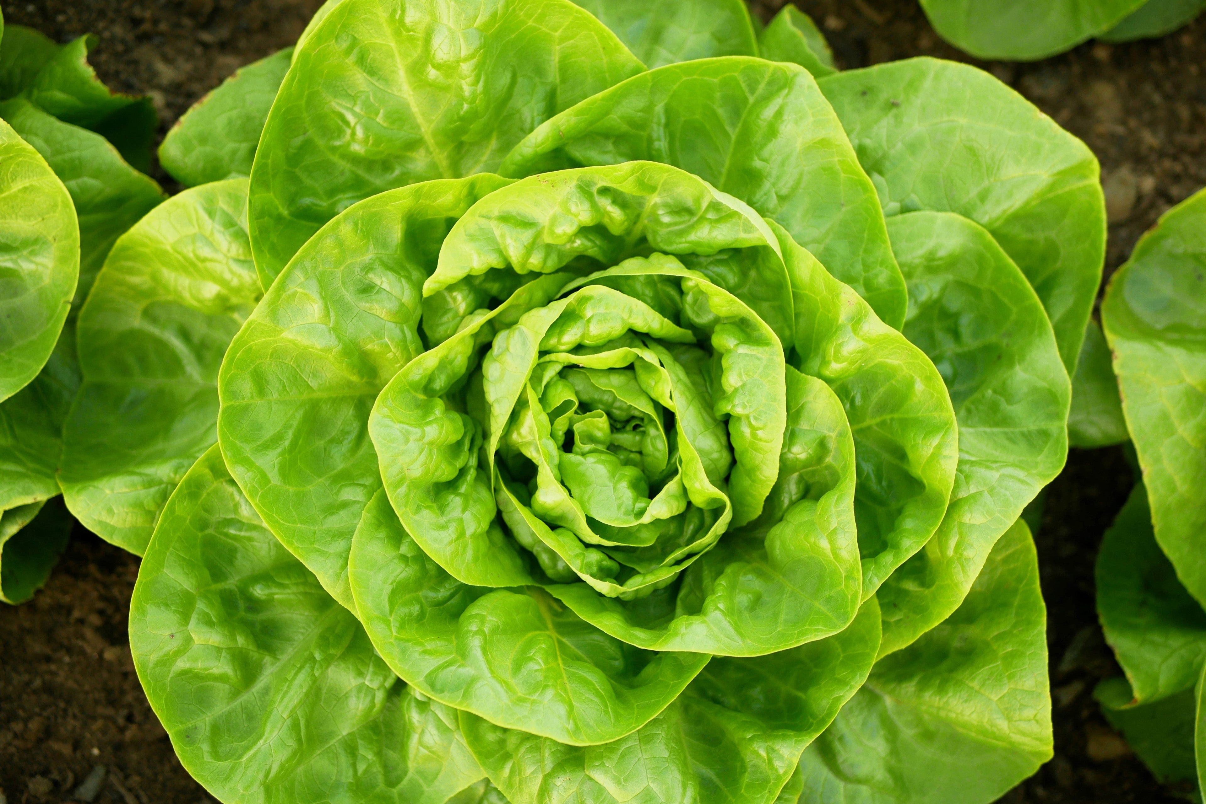 3000 WHITE BOSTON LETTUCE 12" Green Butterhead Lactuca Sativa Vegetable Seeds