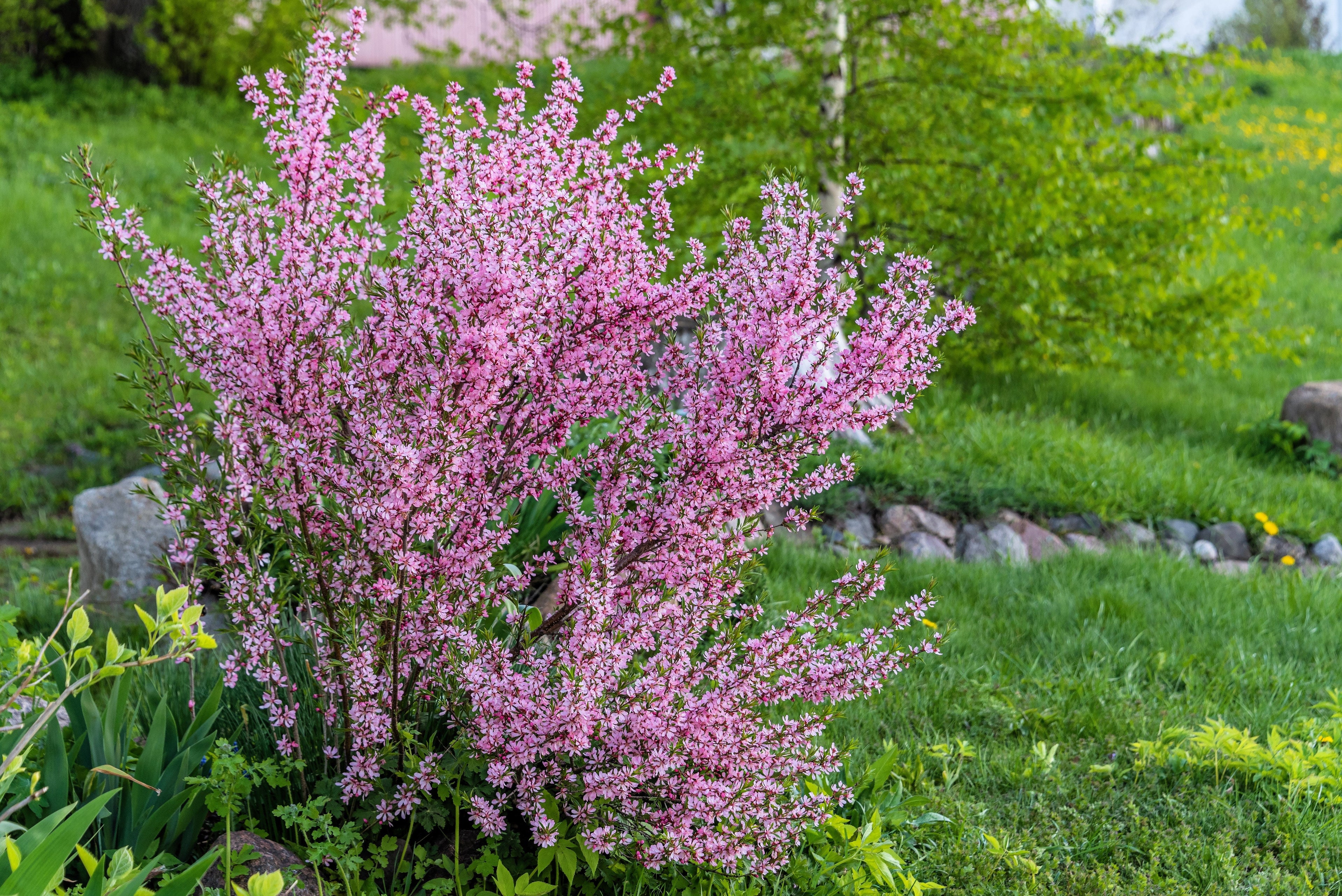 5 DWARF RUSSIAN ALMOND Prunus Tenella Rose Red Pink Fragrant Flower Shrub Seeds
