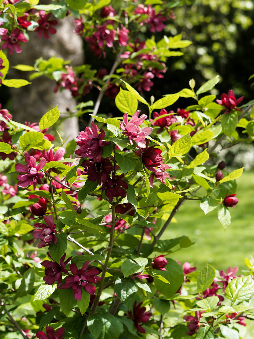 10 SWEETSHRUB Carolina Allspice Fragrant Calycanthus Floridus Shrub Flower Seeds