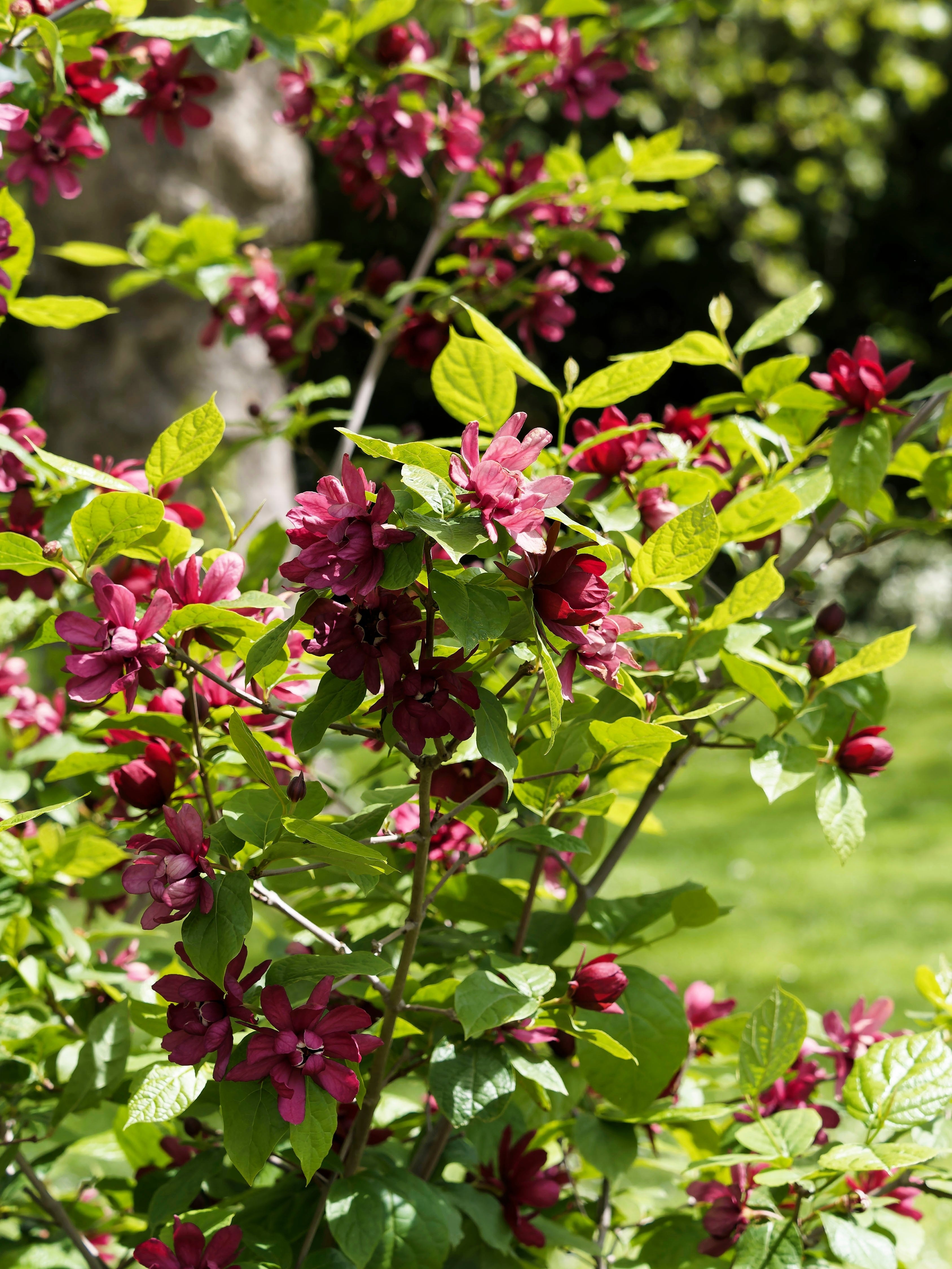 10 SWEETSHRUB Carolina Allspice Fragrant Calycanthus Floridus Shrub Flower Seeds