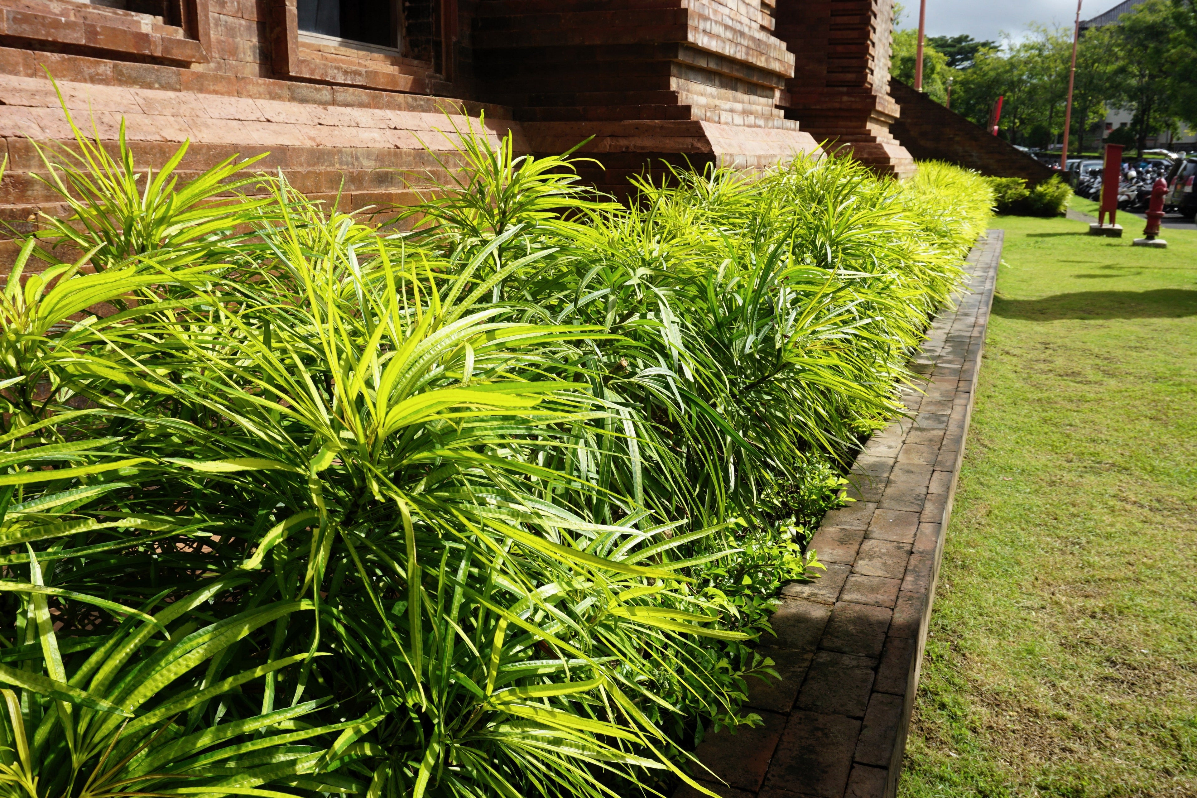 5 LILYTURF Liriope Muscari aka Big Blue Lily Turf / Monkey Grass Flower Seeds