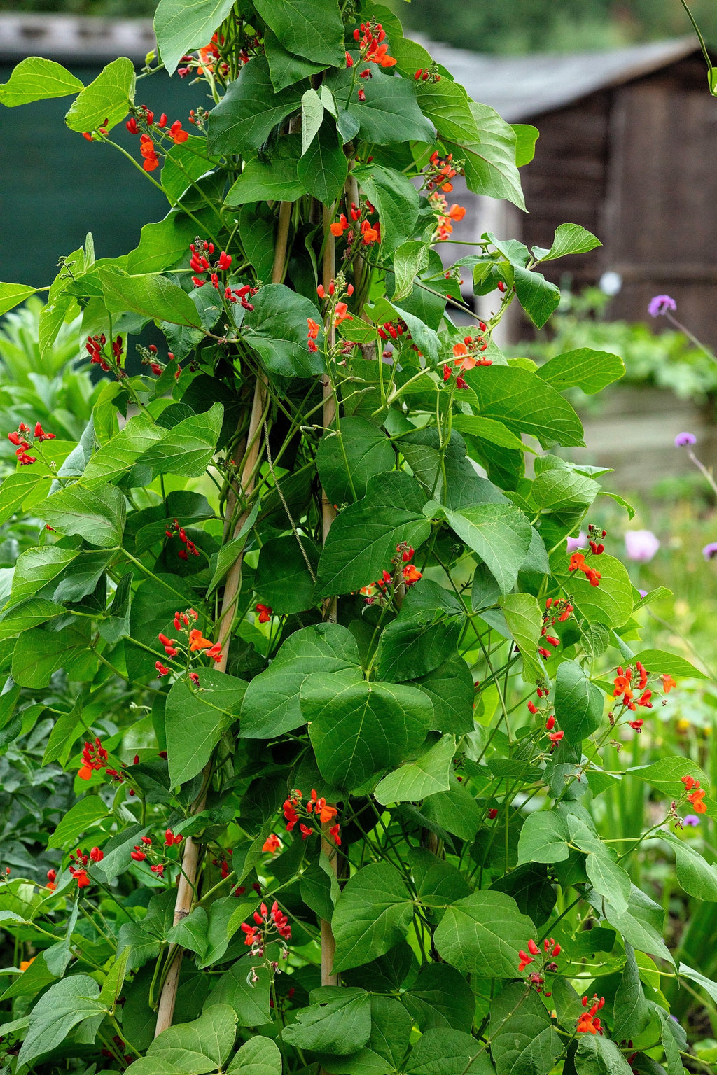 25 SCARLET RUNNER Pole BEAN Ornamental Red Flowers Phaseolus Vulgaris Vegetable Seeds