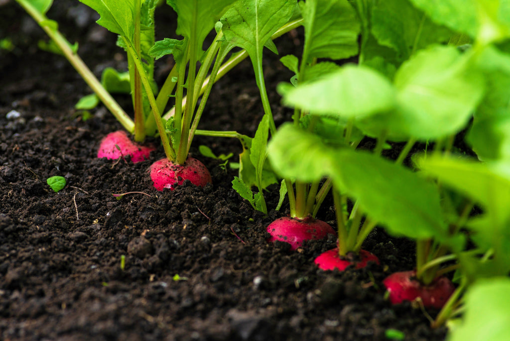 500 SPARKLER WHITE Tip RADISH Sweet European Red Raphanus Sativus Vegetable Seed