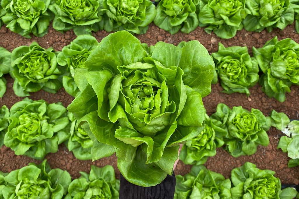 2000 BIBB LETTUCE Butterhead Lactuca Sativa Vegetable Seeds