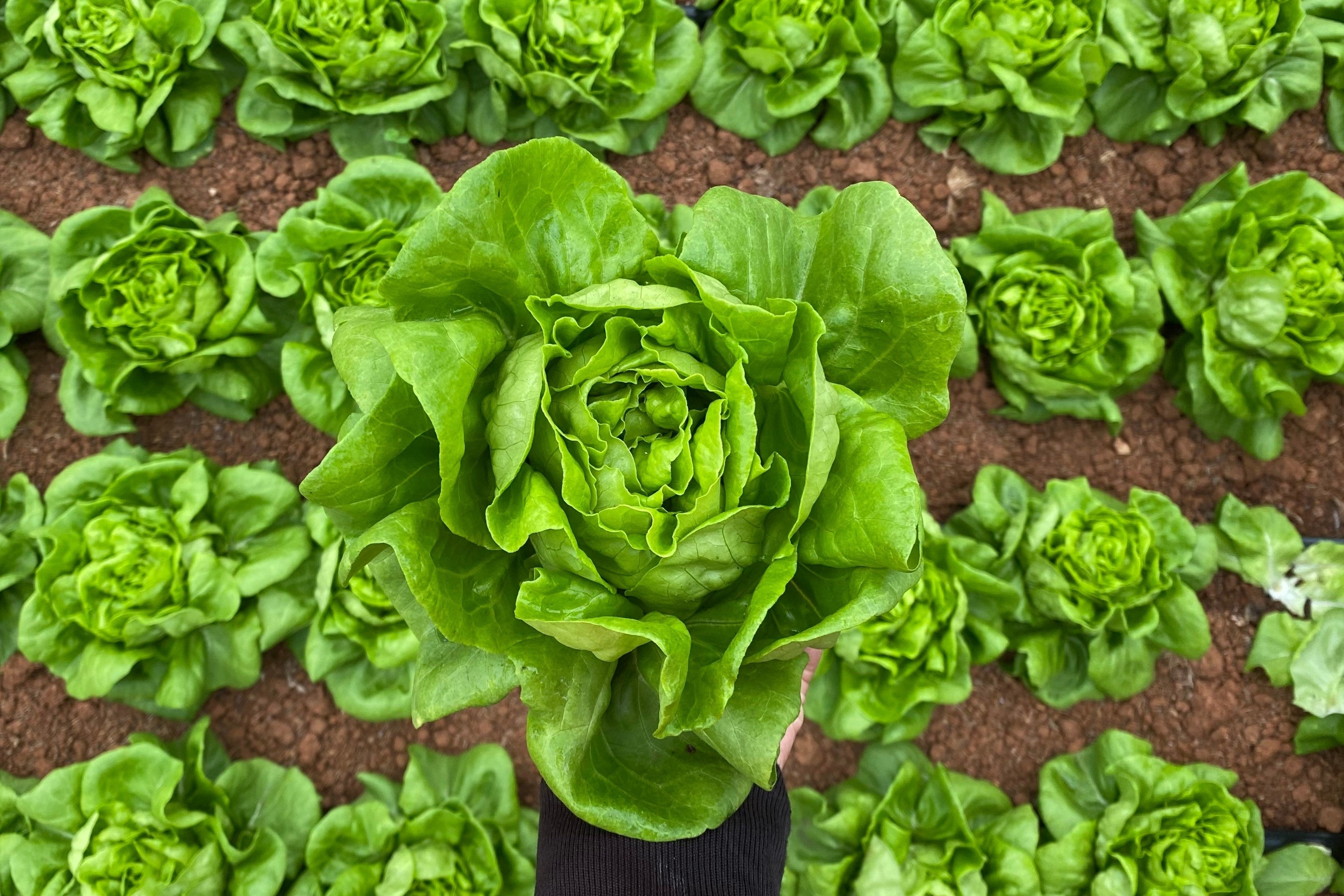 2000 BIBB LETTUCE Butterhead Lactuca Sativa Vegetable Seeds