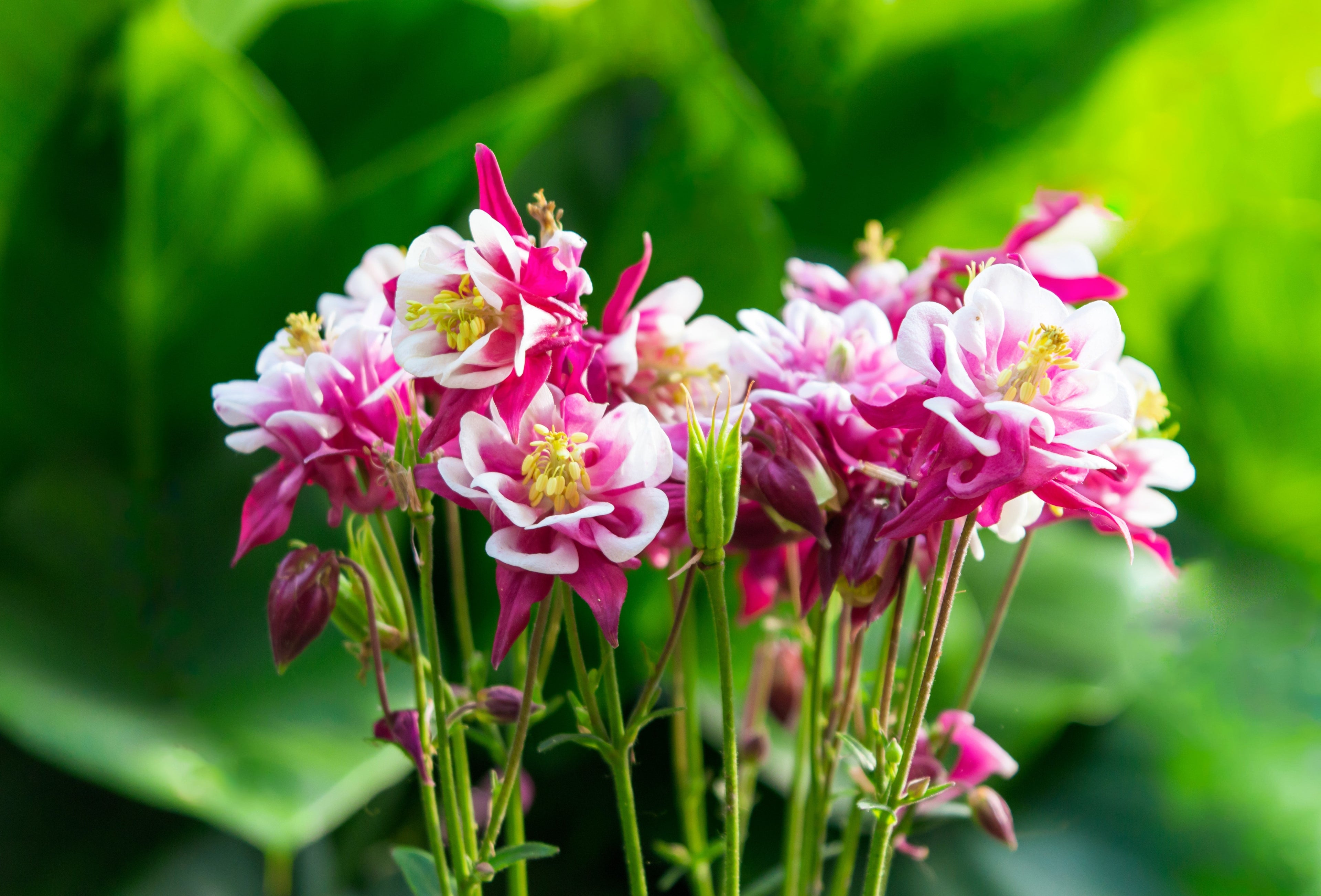 50 Double WINKY ROSE & White COLUMBINE Aquilegia Vulgaris Flower Seeds
