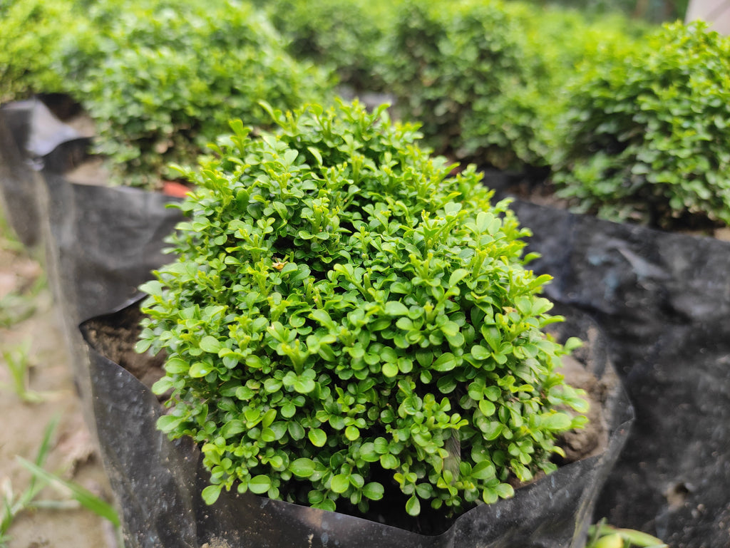 40 LITTLELEAF BOXWOOD Korean Buxus Microphylla Koreana Shrub Seeds