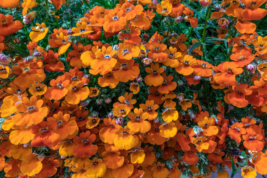 50 ORANGE PRINCE NEMESIA Strumosa Flower Seeds