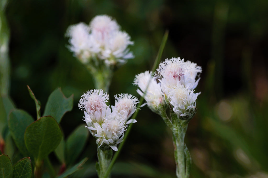 150 White PUSSYTOES Cats Paws Antennaria Plantaginifolia Flower Seeds