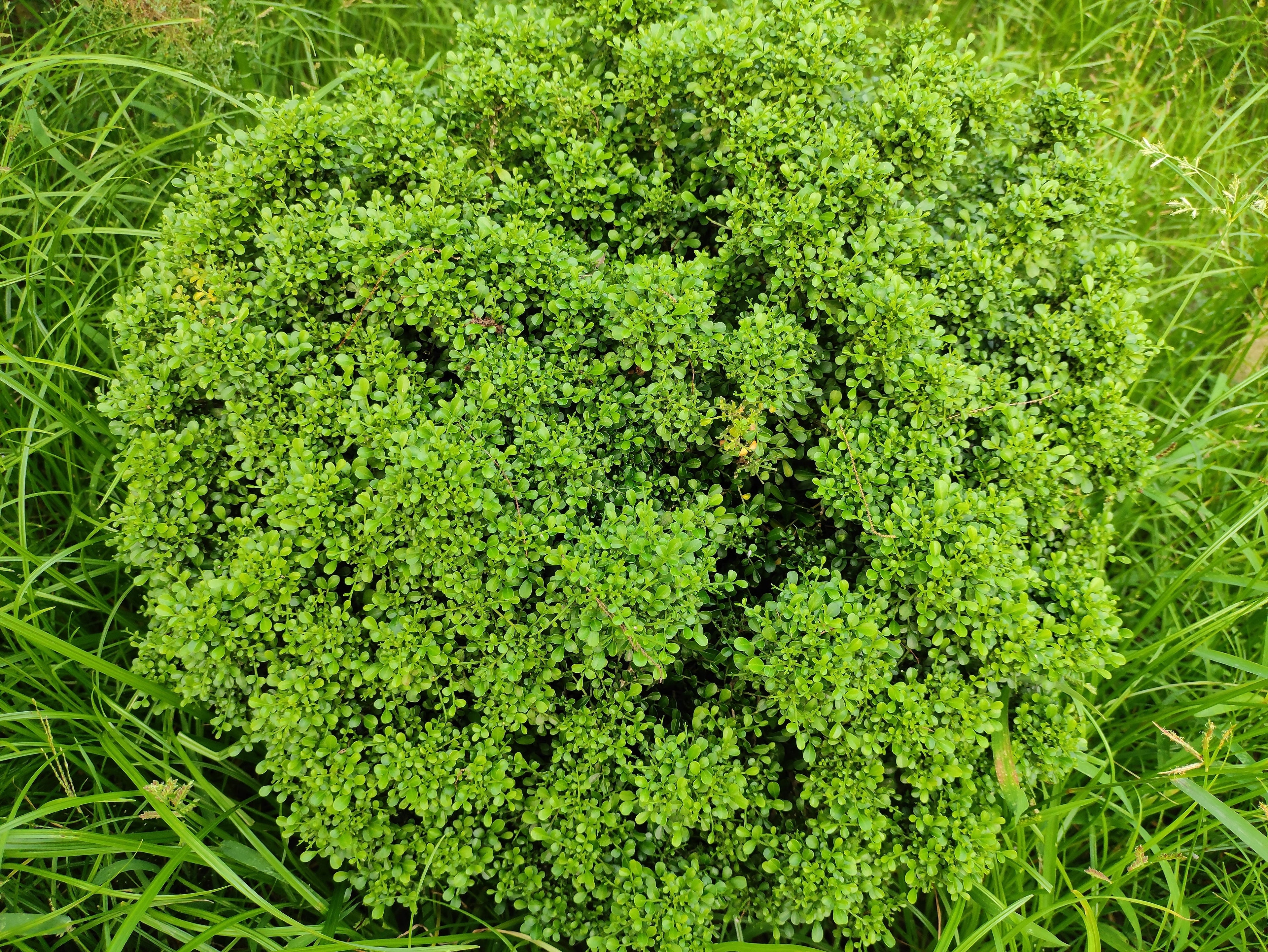 40 LITTLELEAF BOXWOOD Korean Buxus Microphylla Koreana Shrub Seeds