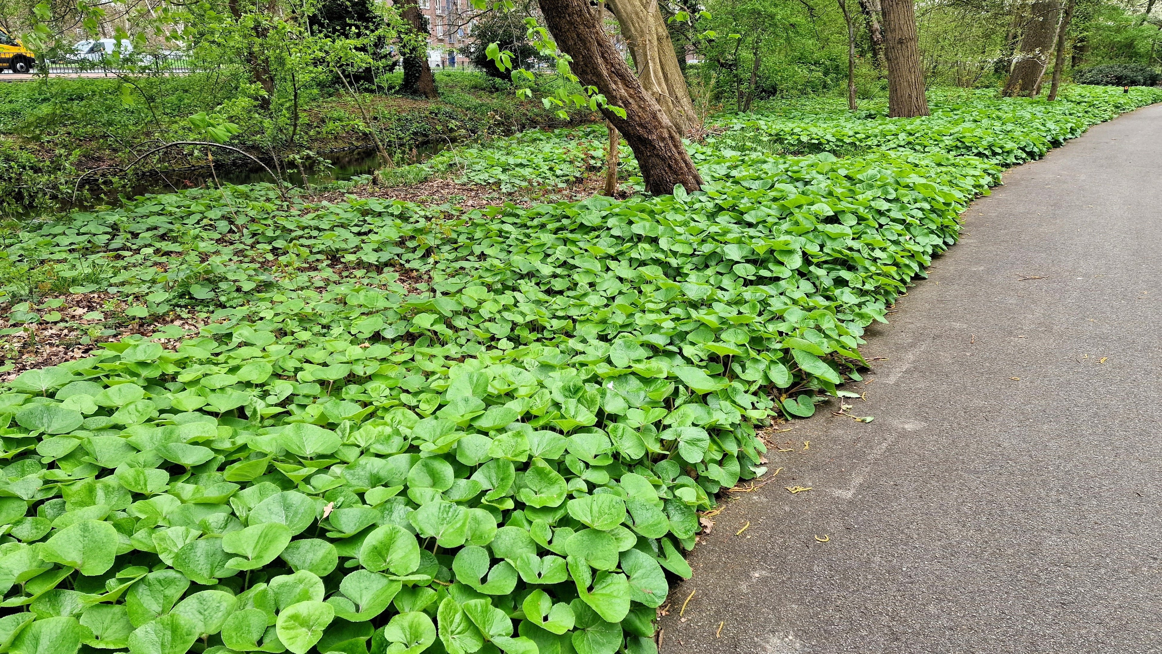 25 WILD GINGER Asarum Canadense Canadian Heart Snakeroot Flower Herb Seeds