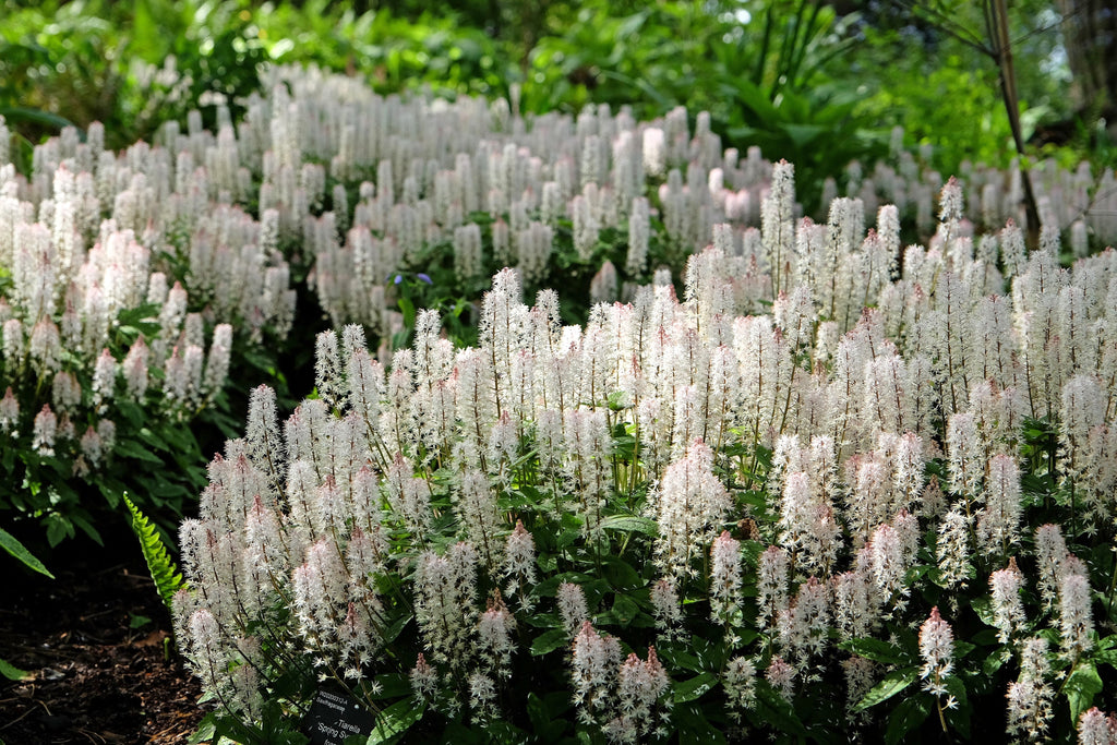 20 SUGAR SCOOP FOAMFLOWER White Tiarella Trifoliata Laceflower Flower Seeds