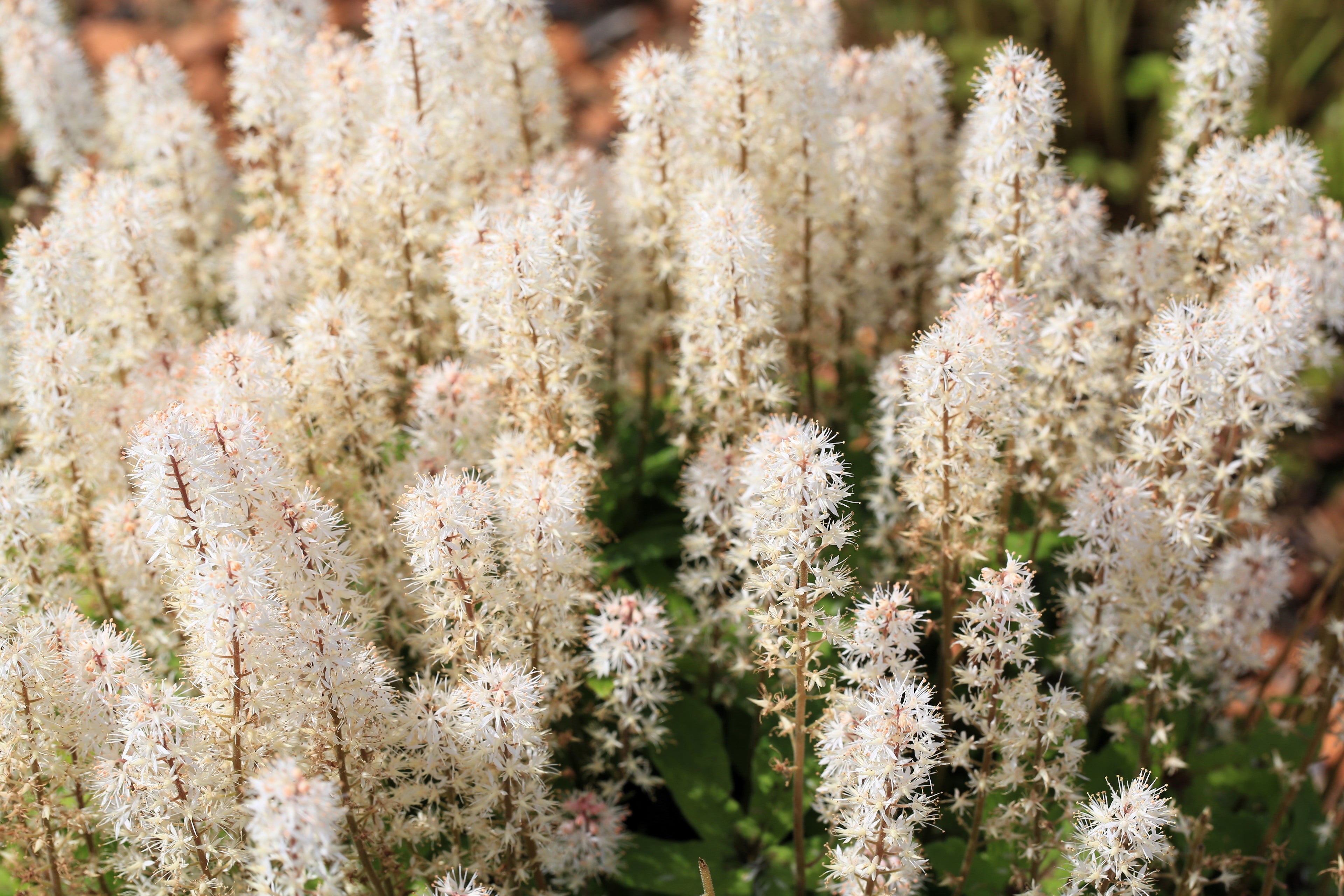 20 SUGAR SCOOP FOAMFLOWER White Tiarella Trifoliata Laceflower Flower Seeds