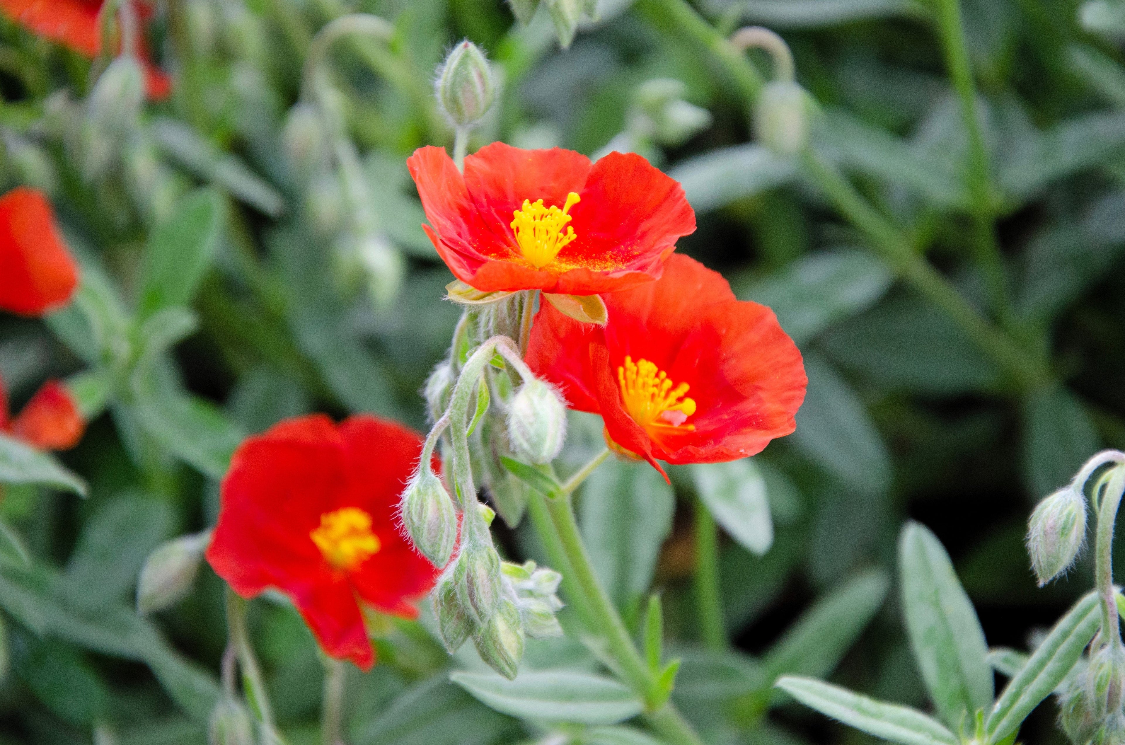 20 SCARLET GLOBEMALLOW Sphaeralcea Coccinea Cowboy's Delight Native Red Prairie Mallow Flower Seeds