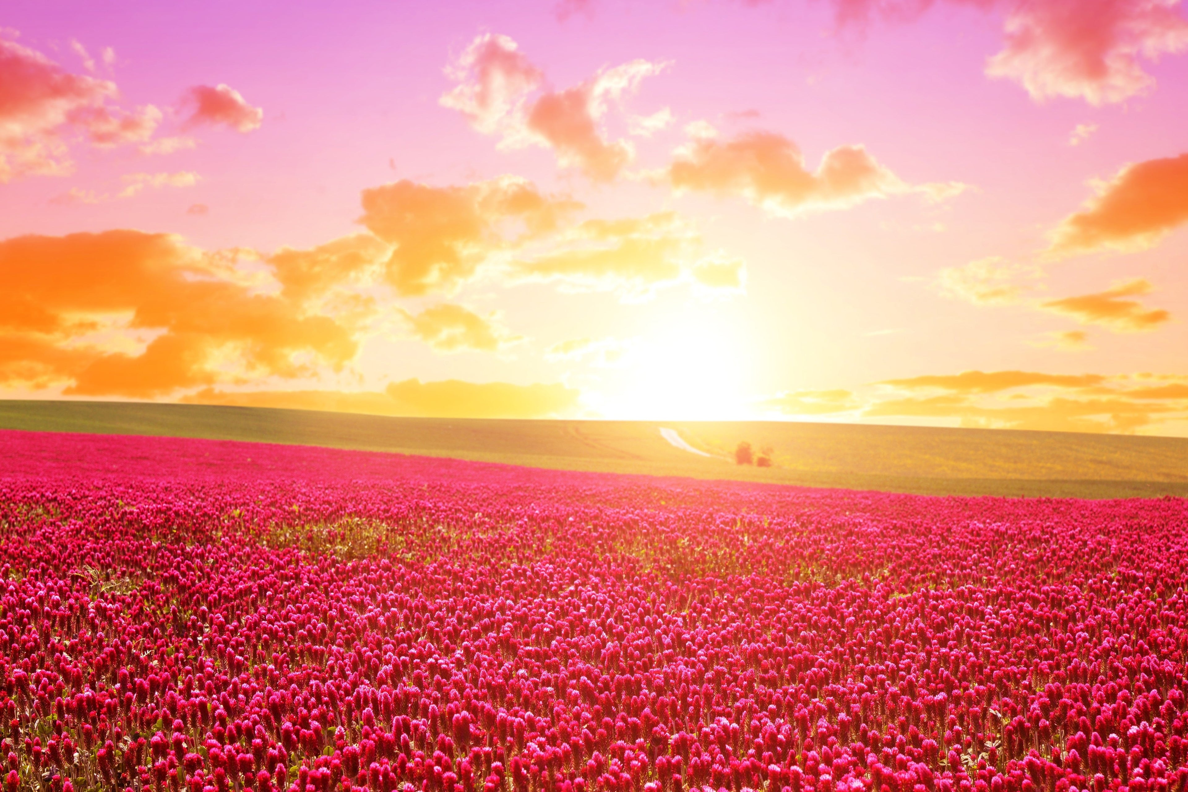 3000 CRIMSON CLOVER (Carnation, French, or Italian Clover) Trifolium Incarnatum Flower Seeds