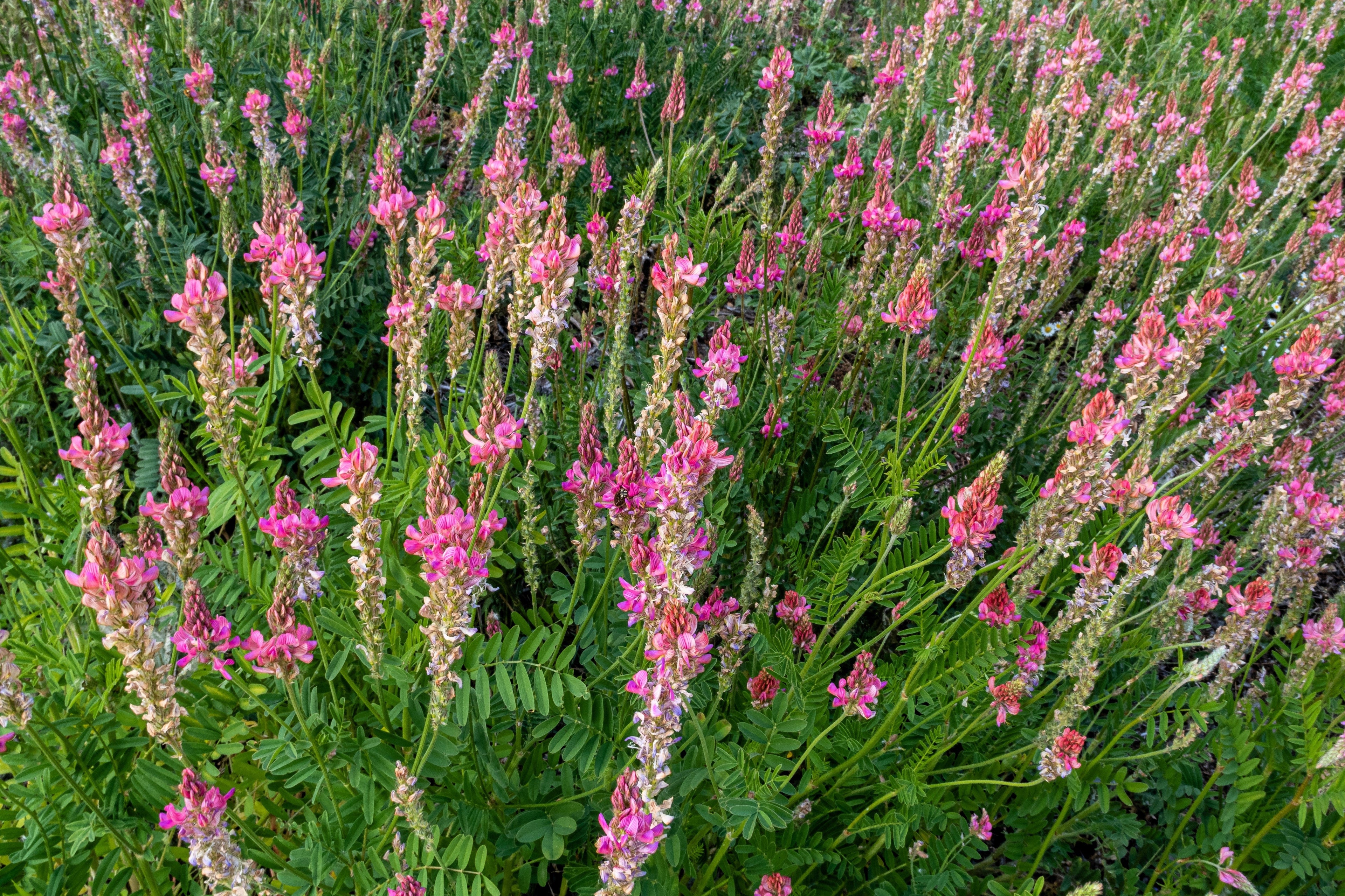 50 TRUE INDIGO Dye Indigo Indigofera Tinctoria Pink Purple Sub Shrub Flower Seeds