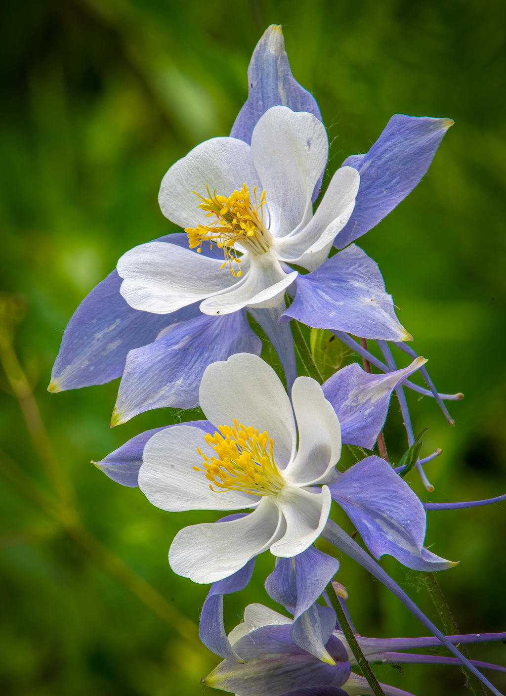 50 MCKANAS GIANT COLUMBINE Mixed Colors Aquilegia Hybrida Flower Seeds