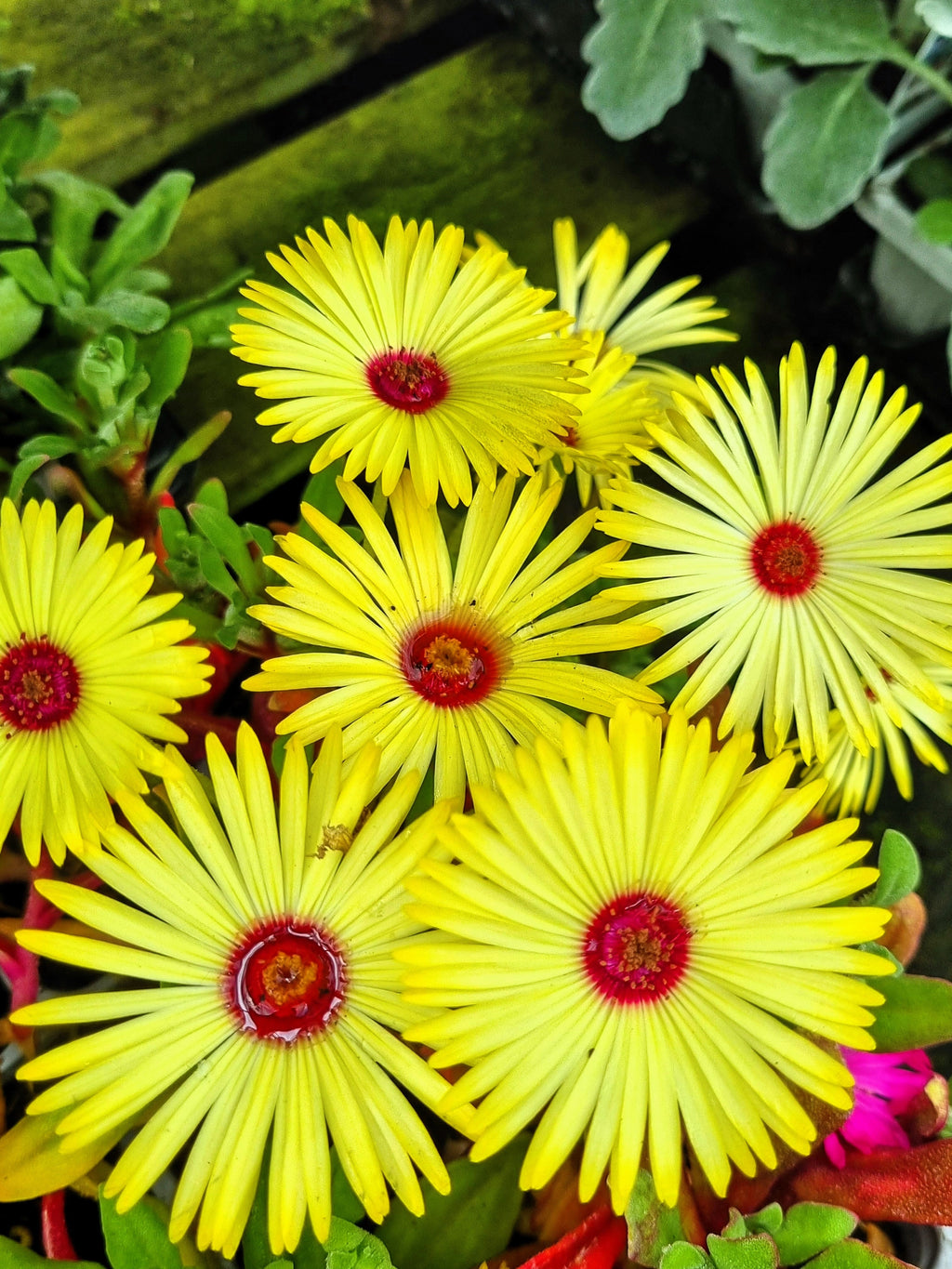200 MIXED Colors ICE PLANT ( Mesembryanthemum Daisy / Livingstone Daisy ) Dorotheanthus Bellidiformis Flower Seeds