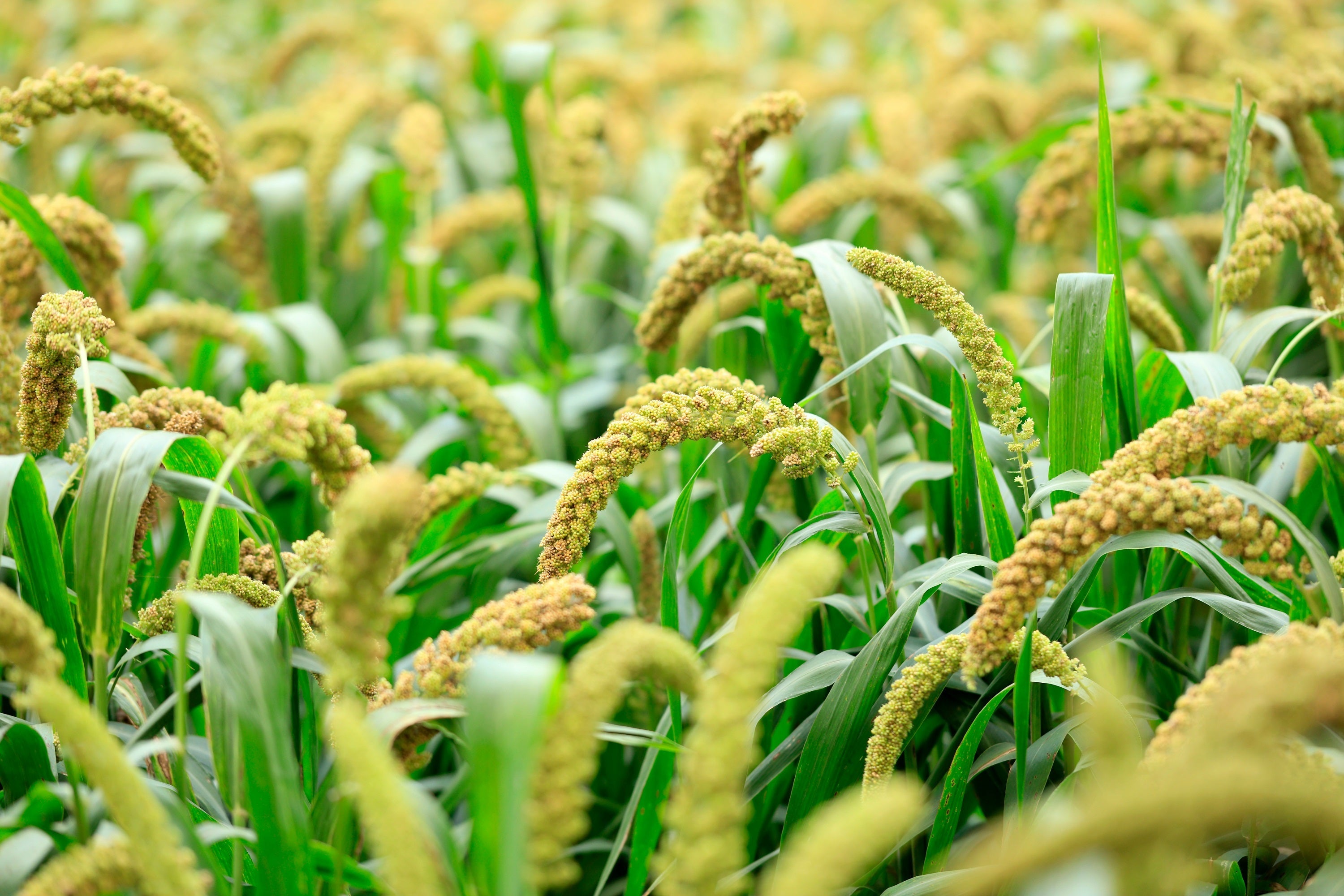 100 FOXTAIL MILLET Setaria Italica Ornamental Grass Wildlife Food Flower Seeds