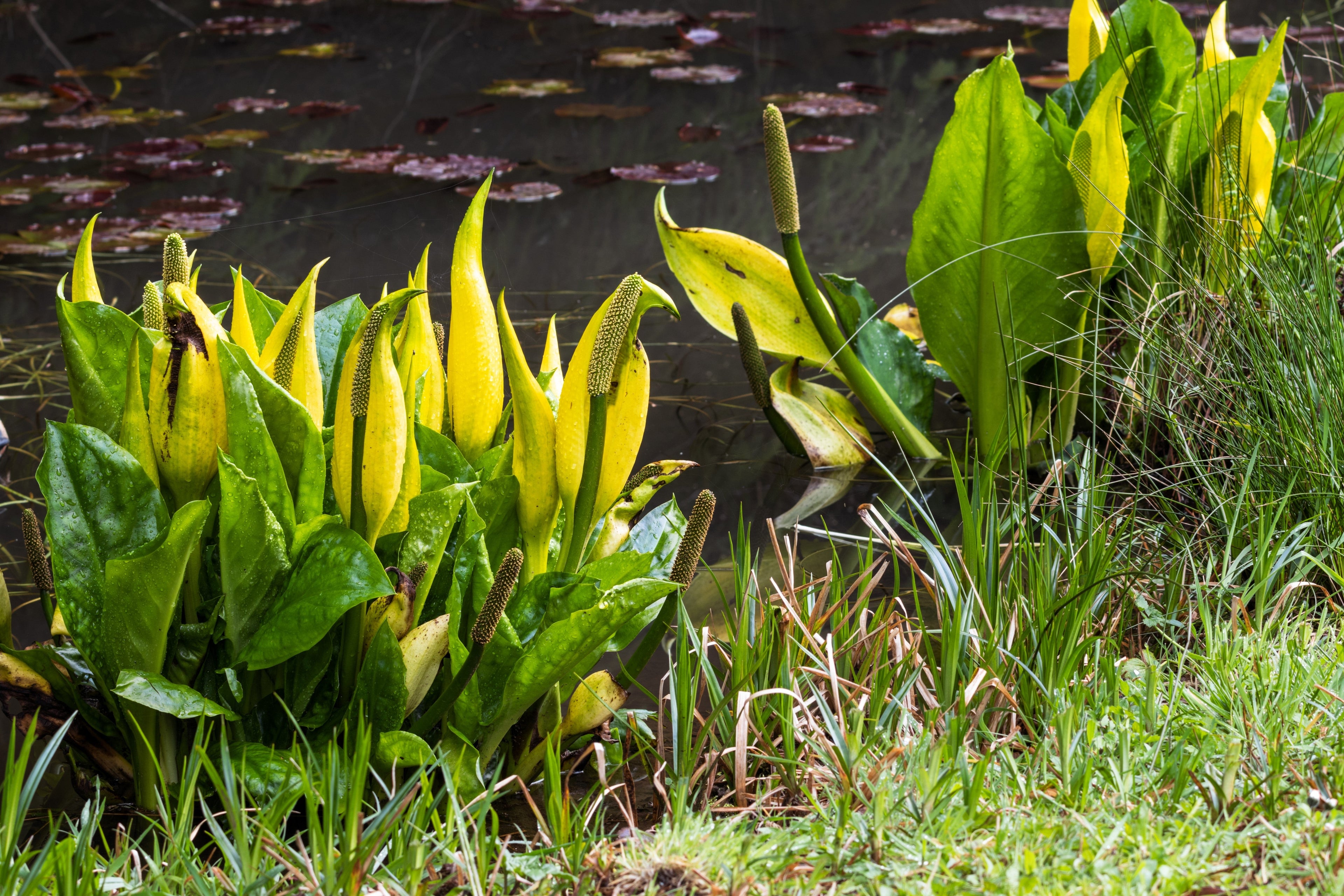 10 Yellow SWAMP LANTERN Moist Lysichiton Americanus Skunk Cabbage Flower Seeds