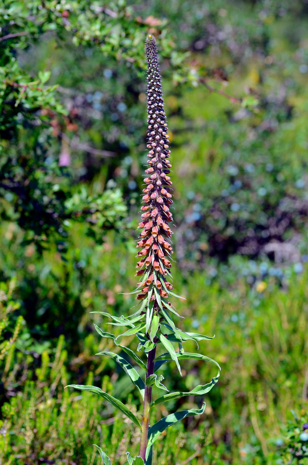 20 MILK CHOCOLATE FOXGLOVE Spanish Digitalis Parviflora Red Brown Flower Seeds