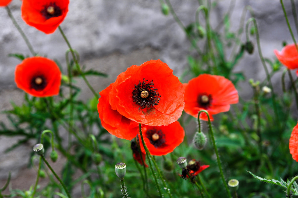 1000 Red AMERICAN LEGION (Corn / Shirley / Flanders) POPPY Papaver Rhoeas Flower Seeds