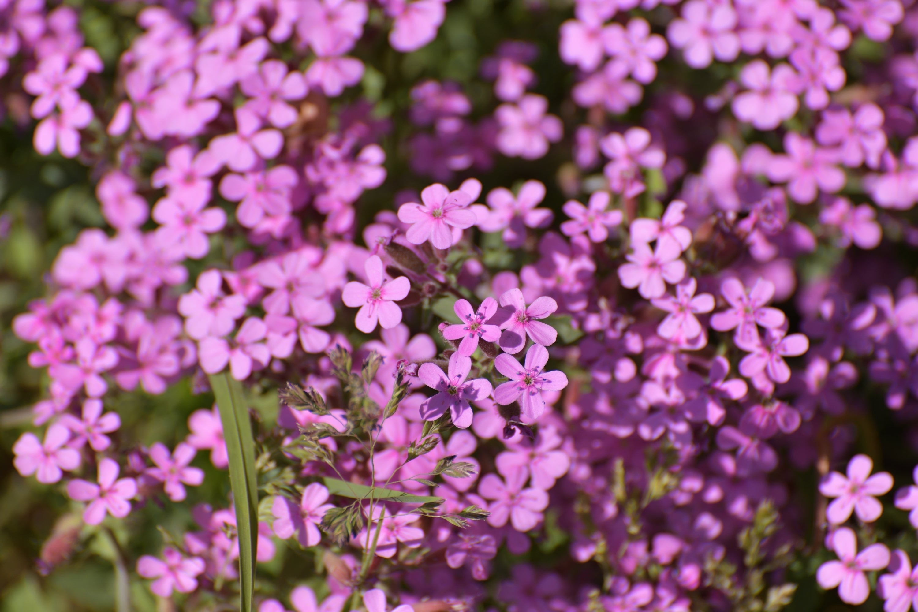500 PINK ROCK SOAPWORT Saponaria Ocymoides Flower Seeds
