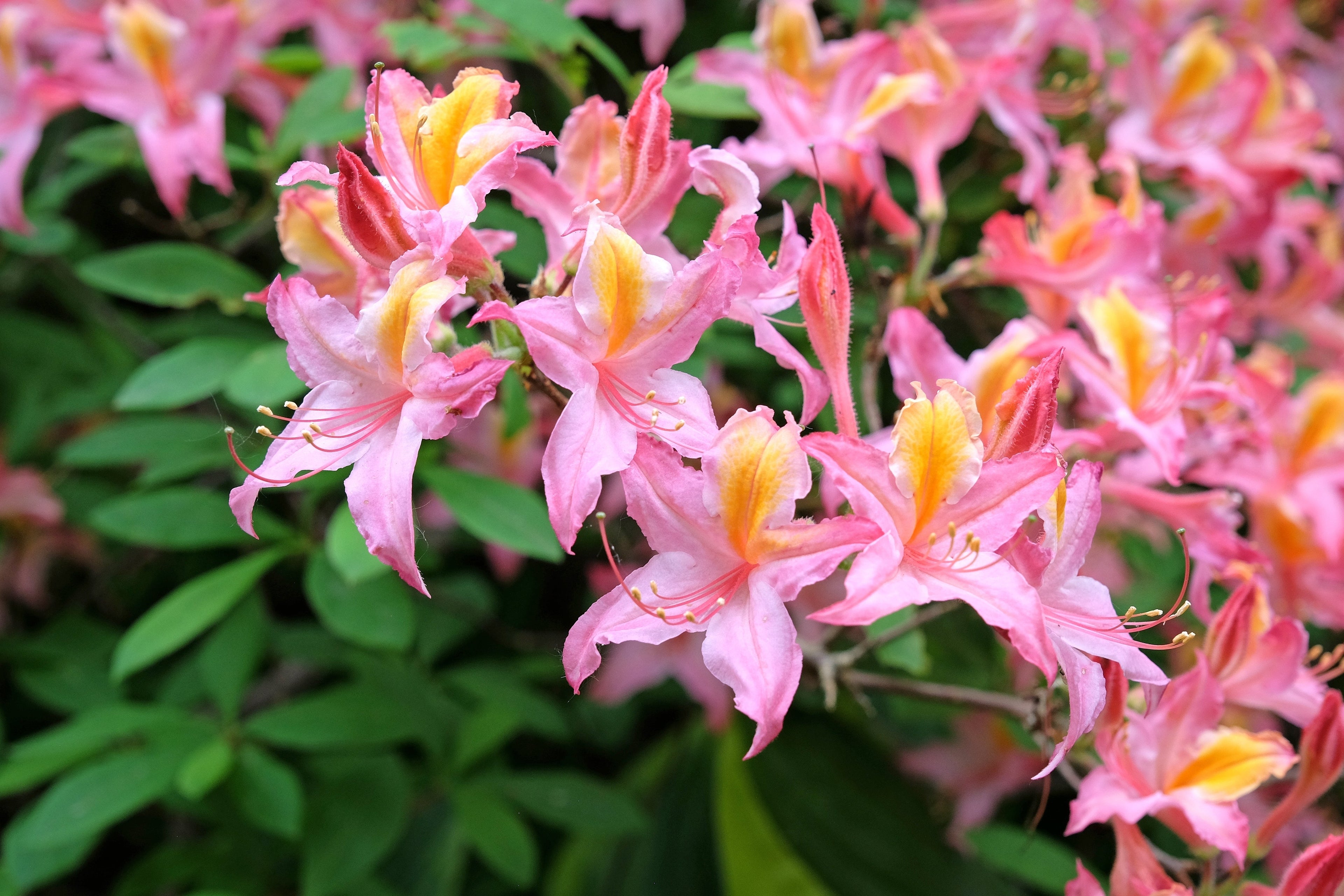 20 WESTERN AZALEA Pink White Yellow Shrub Flower Rhododendron Occidentale Seeds