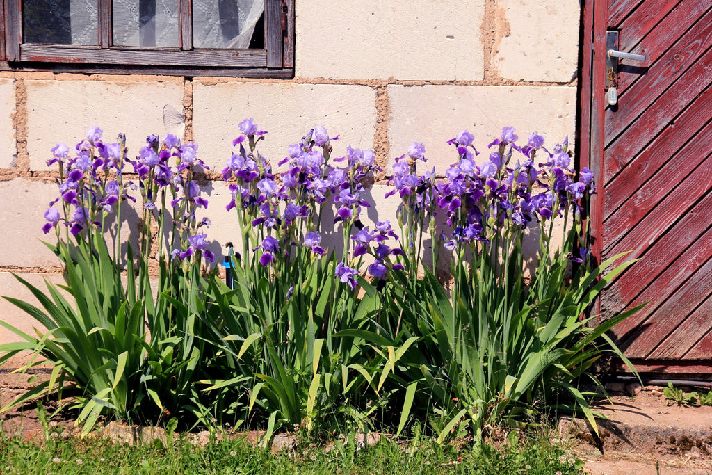 20 MIXED SIBERIAN IRIS Sibirica Iris Bicolor Blue Red White Yellow Purple Siberian Flag Flower Seeds