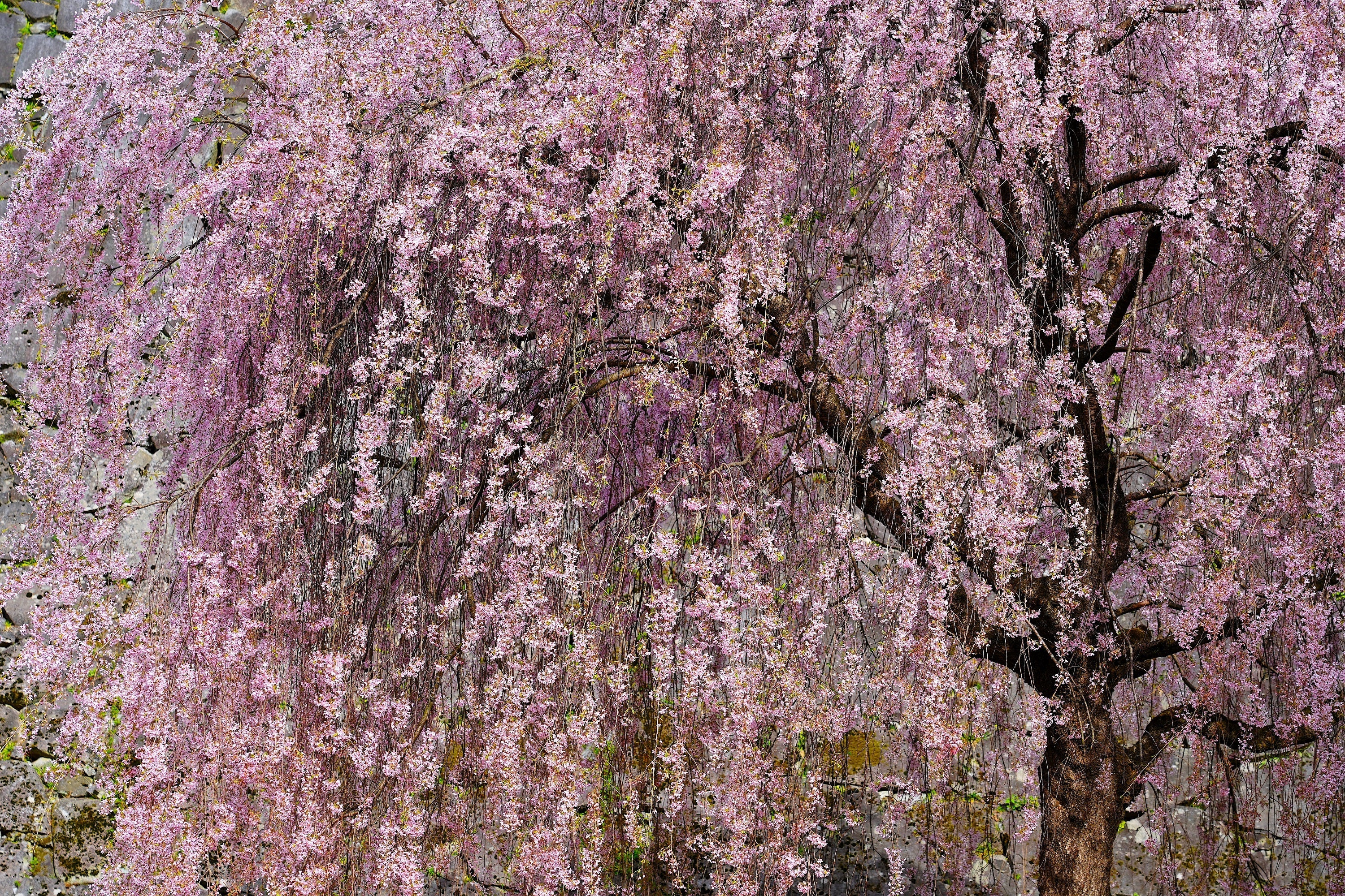 10 WEEPING HIGAN CHERRY Tree Japanese Prunus Subhirtella Pendula Pink Flower Seeds