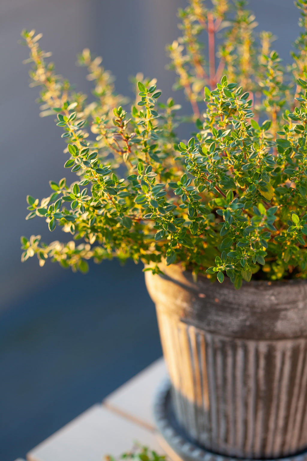 30 ORANGE THYME Orangelo Thymus Vulgaris Fragrantissimus Culinary Herb Seeds