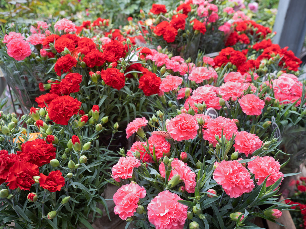 100 Mixed CARNATION / DOUBLE DIANTHUS Chinensis Flower Seeds