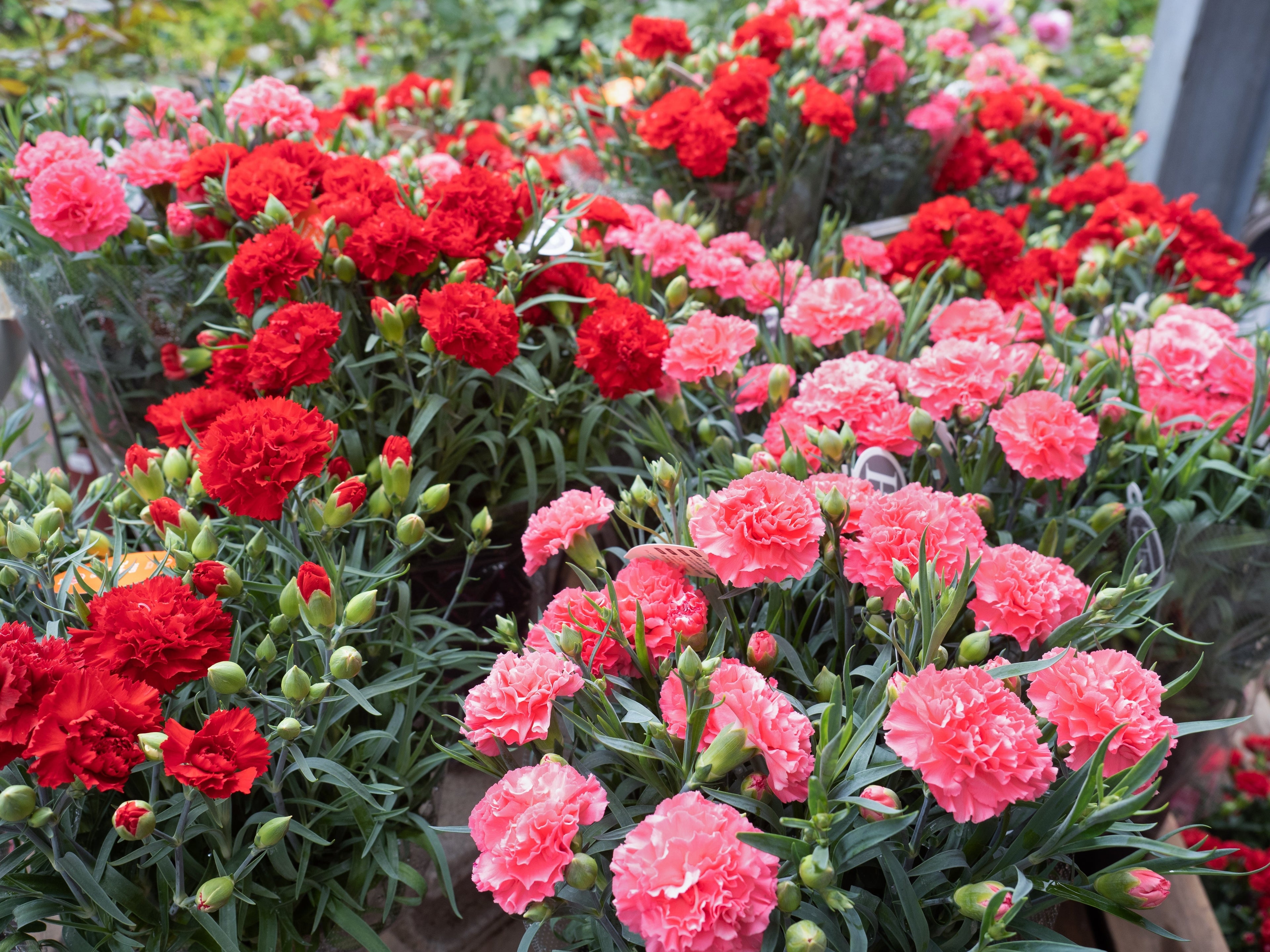 100 Mixed CARNATION / DOUBLE DIANTHUS Chinensis Flower Seeds
