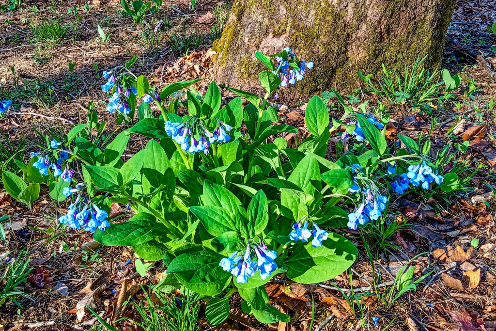 20 VIRGINIA BLUEBELLS True Blue & Pink Mertensia Virginica Flower Seeds