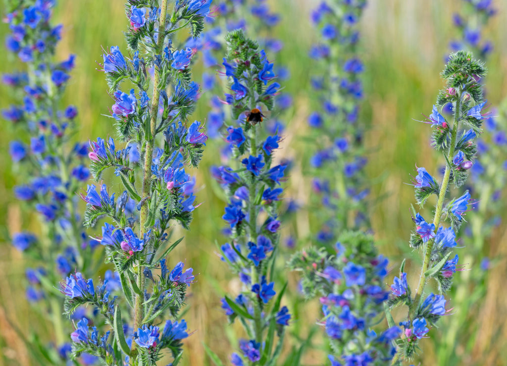100 Blue VIPERS BUGLOSS Echium Vulgare Blue Flower Seeds