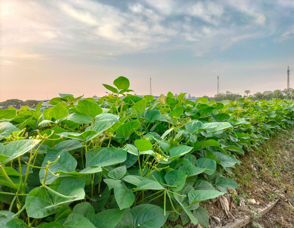 50 SLENDERETTE GREEN BEAN French Stringless Phaseolus Vulgaris Vegetable Seeds